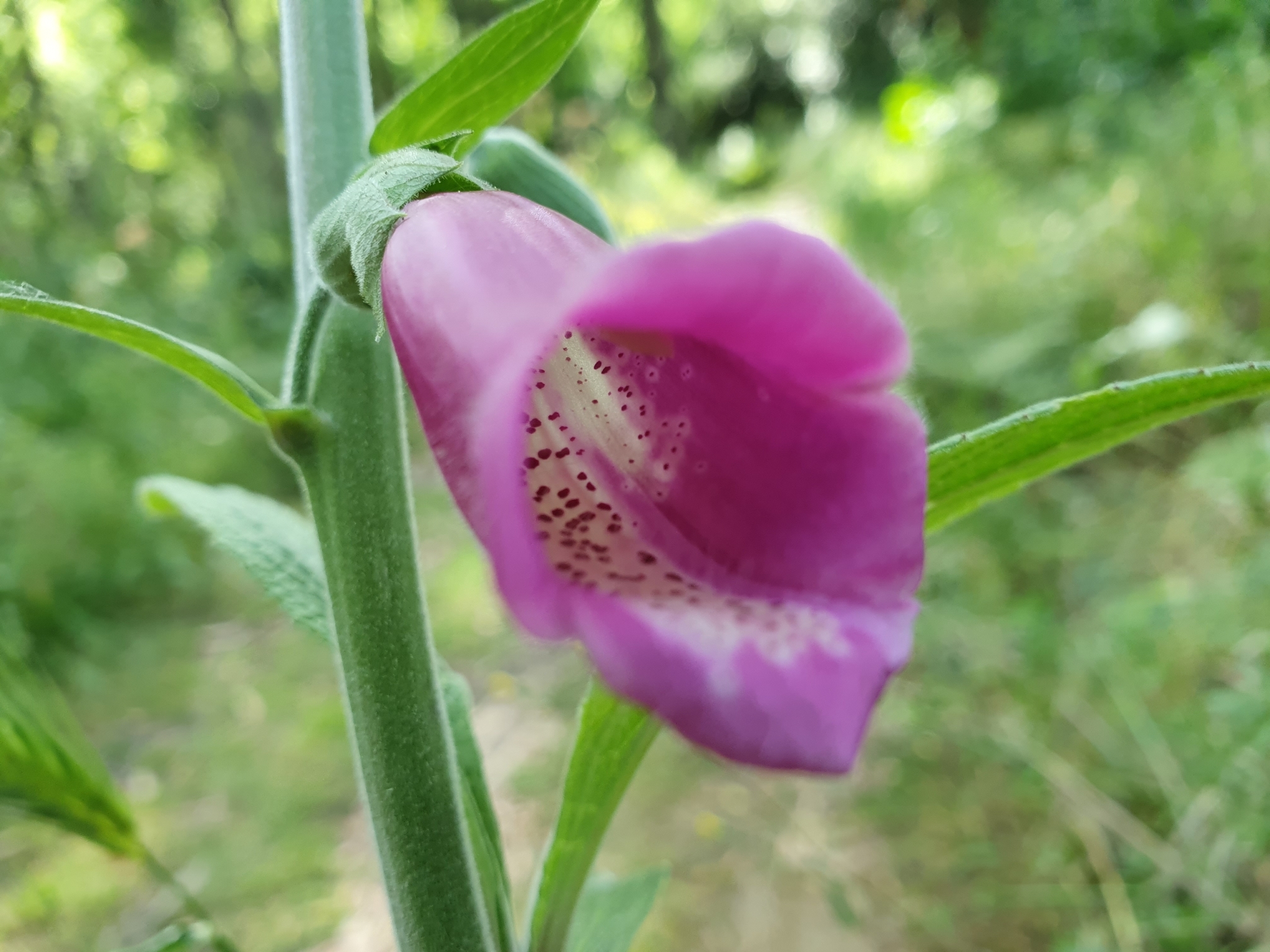 Photo of purple foxglove (6/12)