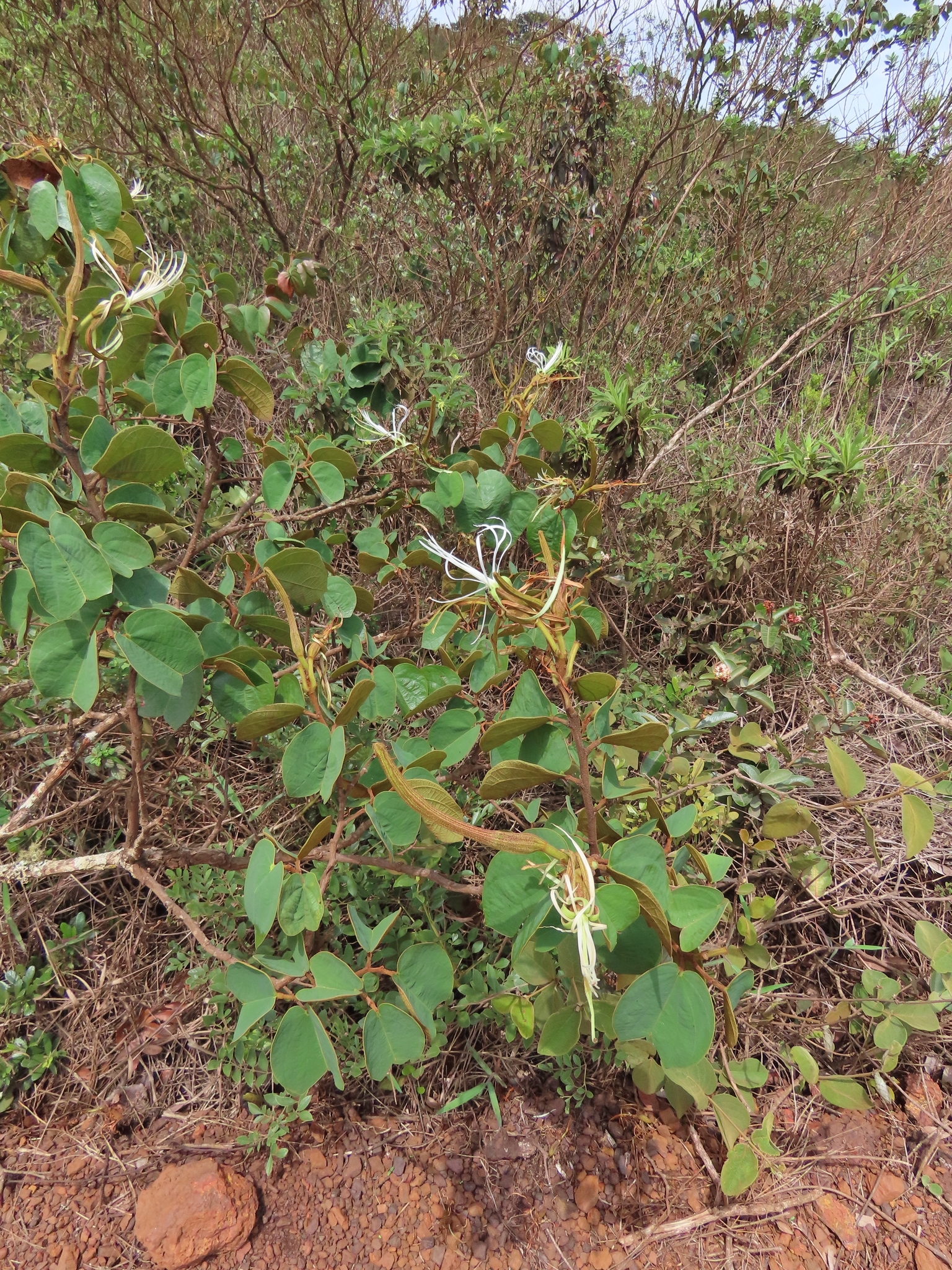 Photo of Bauhinia rufa (9/10)