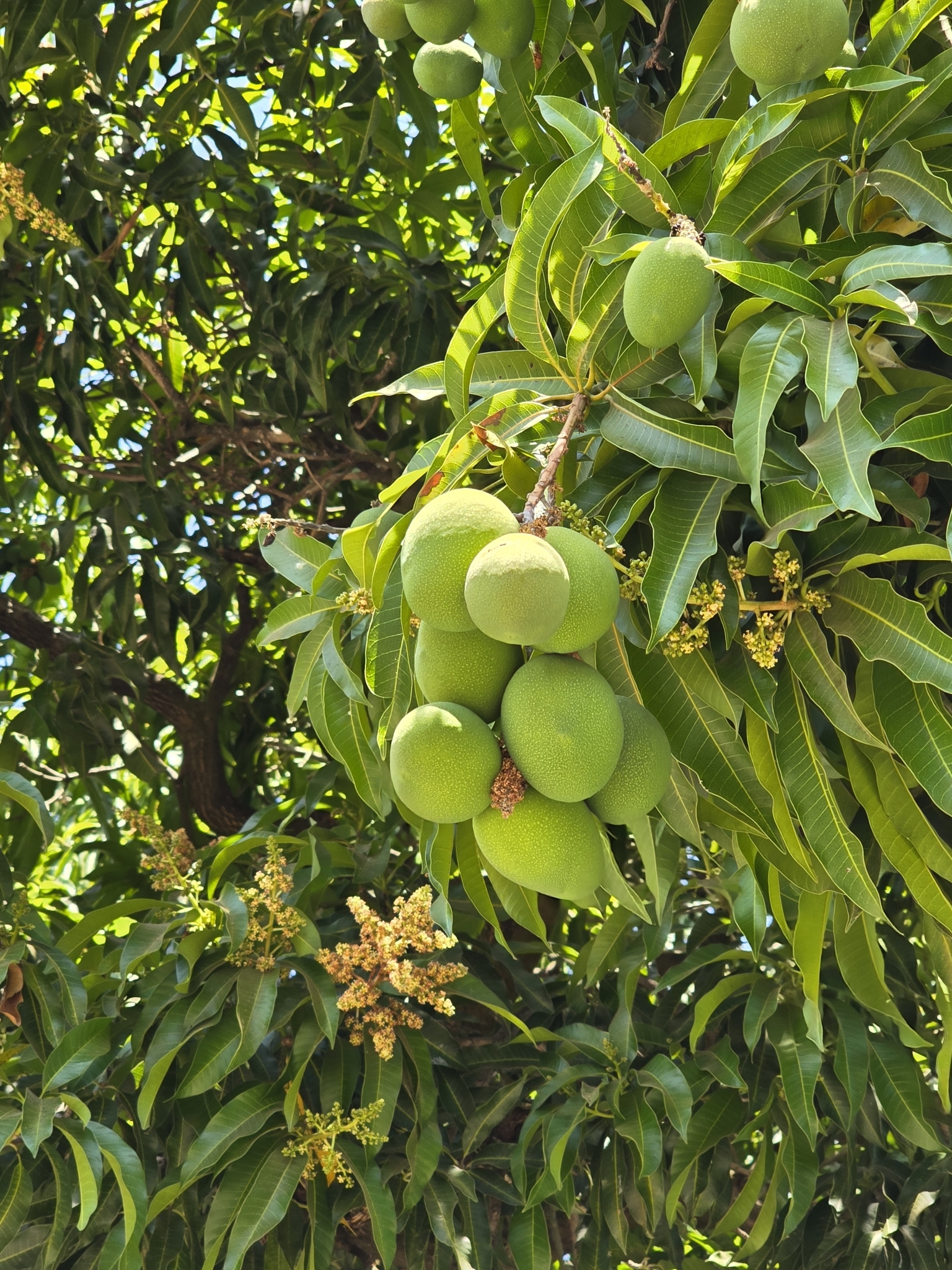 Photo of Indian mango (11/12)
