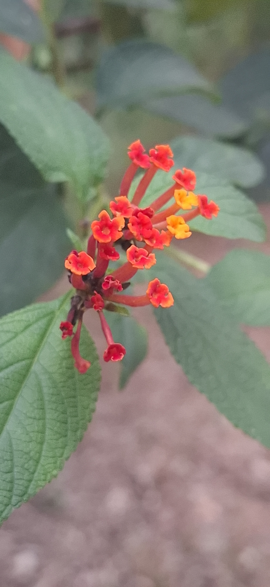Photo of common lantana (2/8)