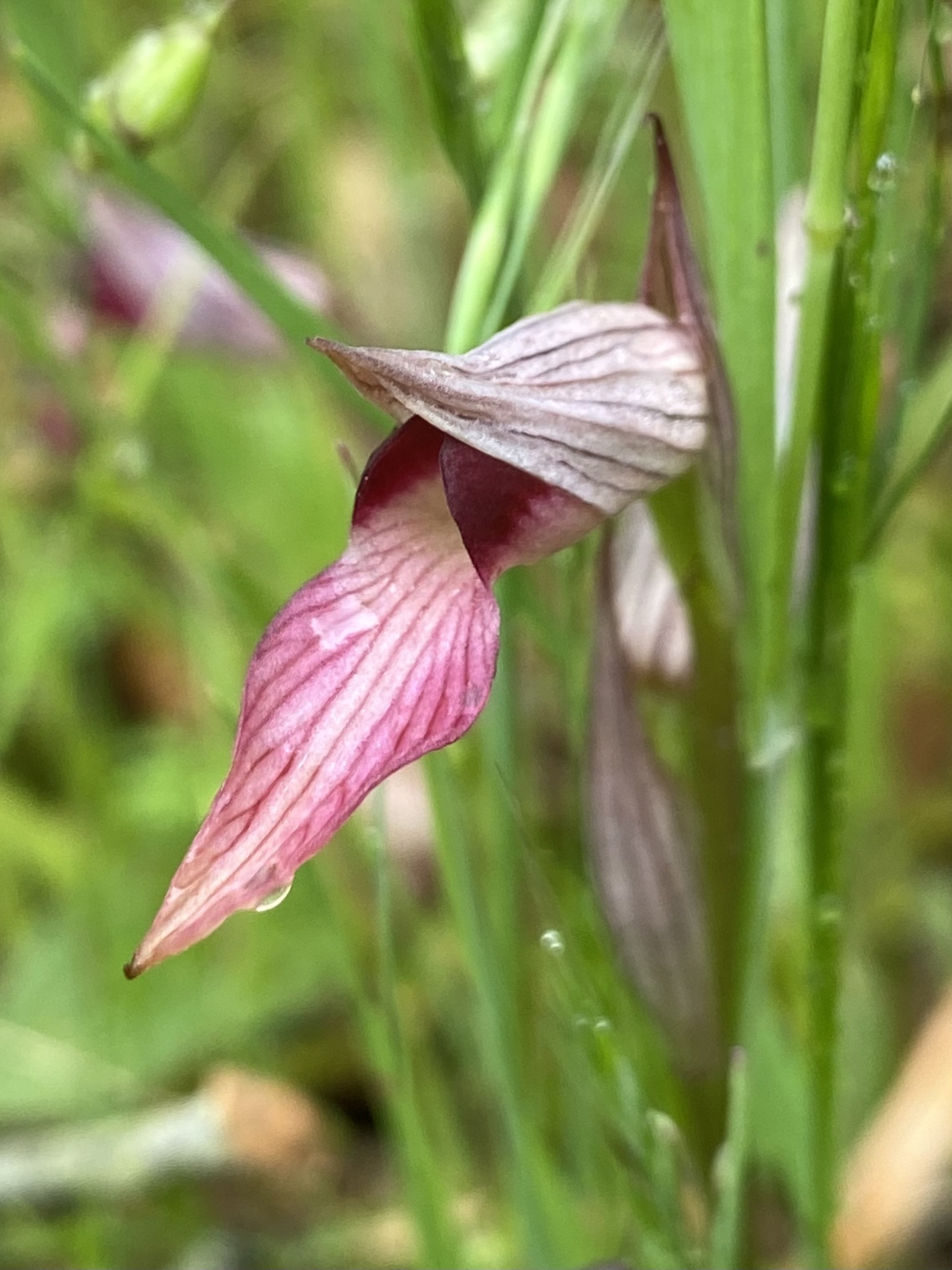 Photo of Tongue Orchid (4/12)