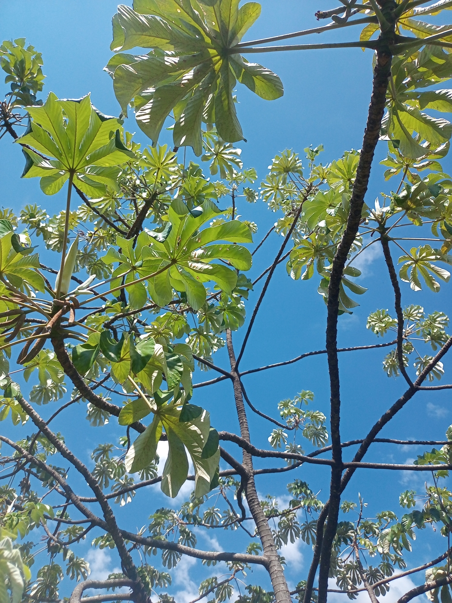 Photo of Pumpwood (5/9)