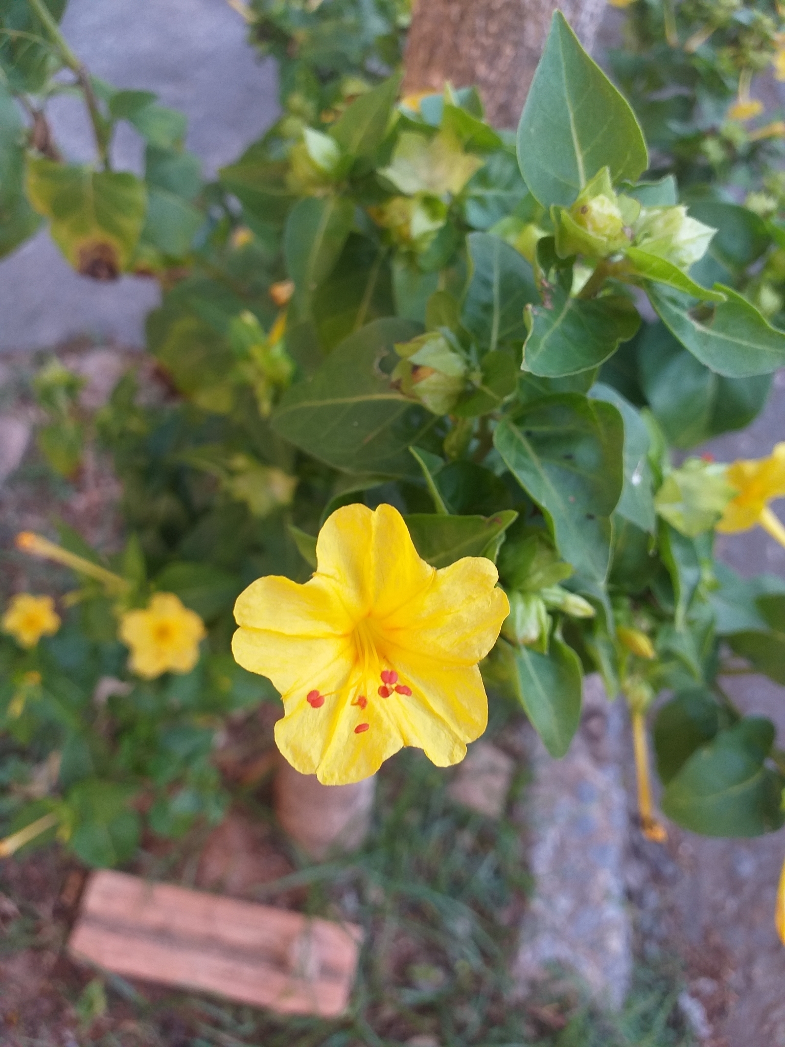 Photo of marvel of Peru (8/12)