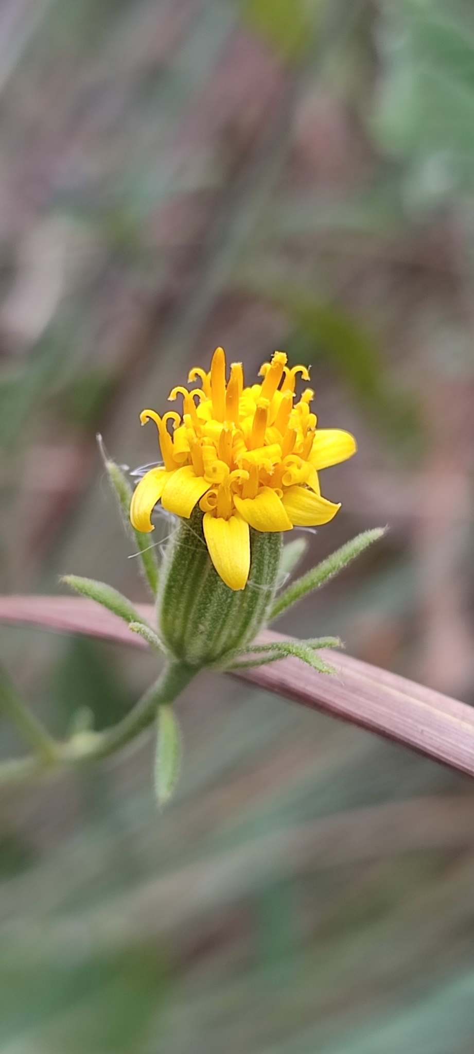 Photo of Trixis glutinosa (9/12)