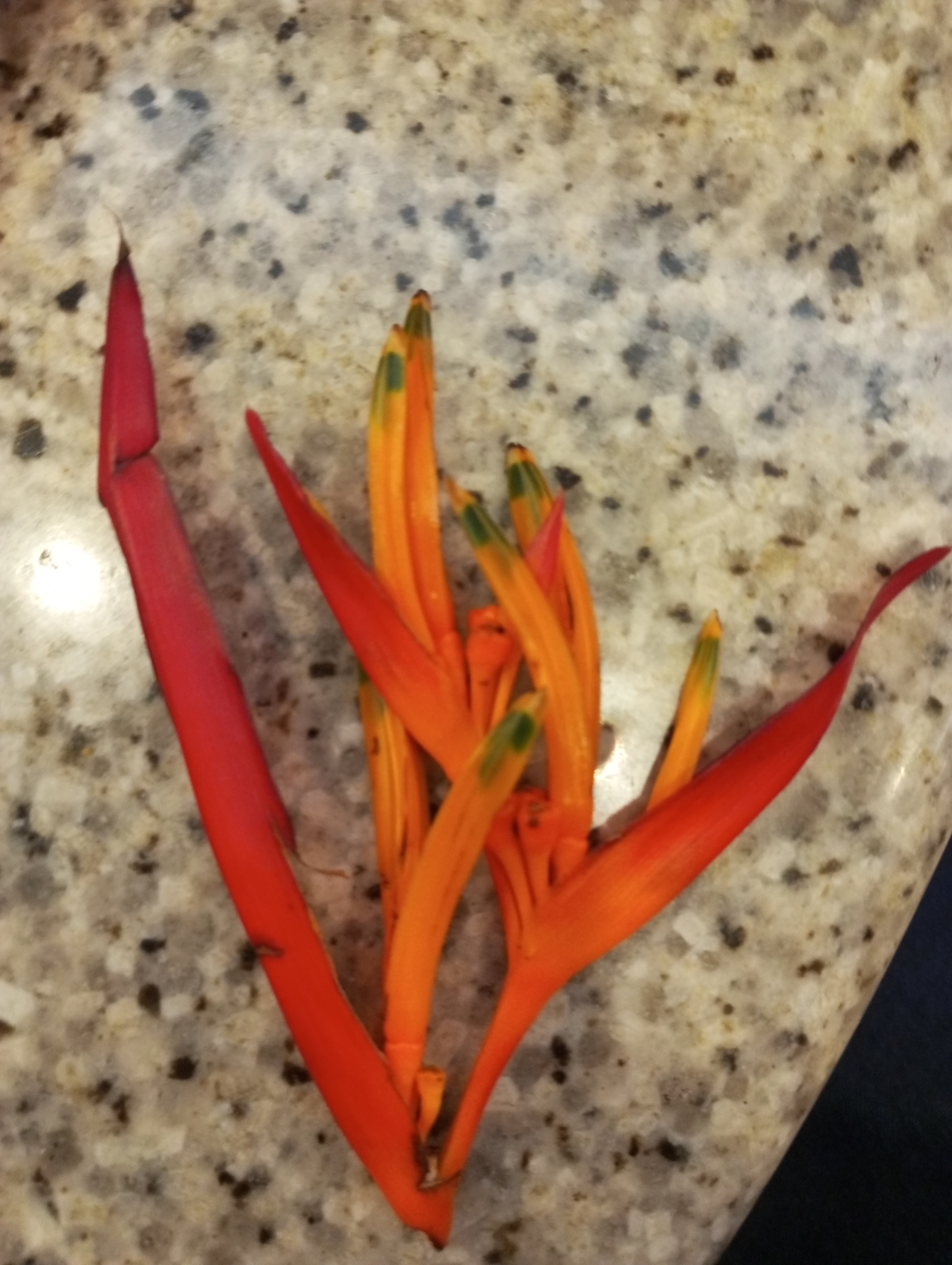 Photo of Parrot's Beak (5/11)