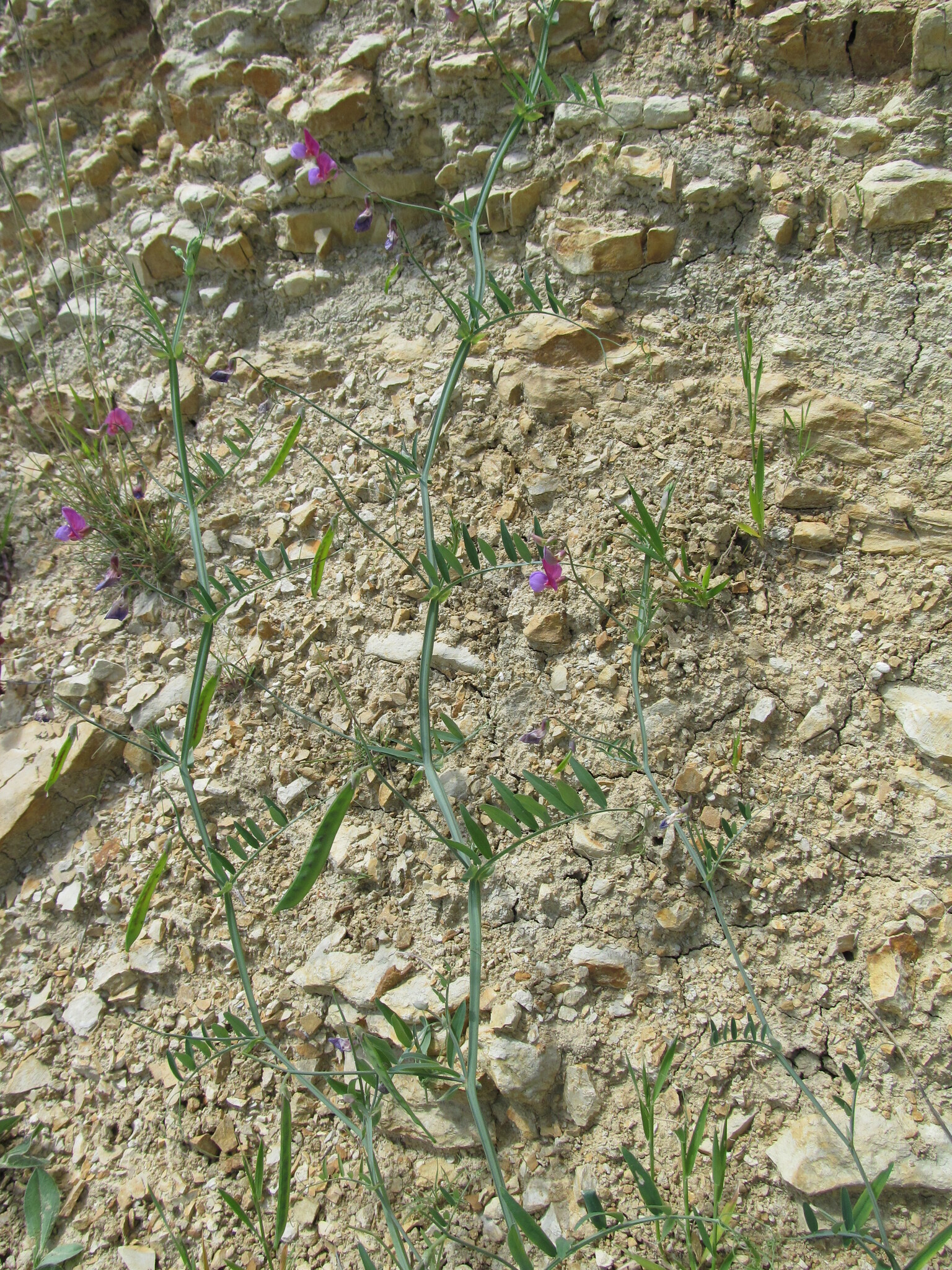 Photo of Crimson Pea (4/12)