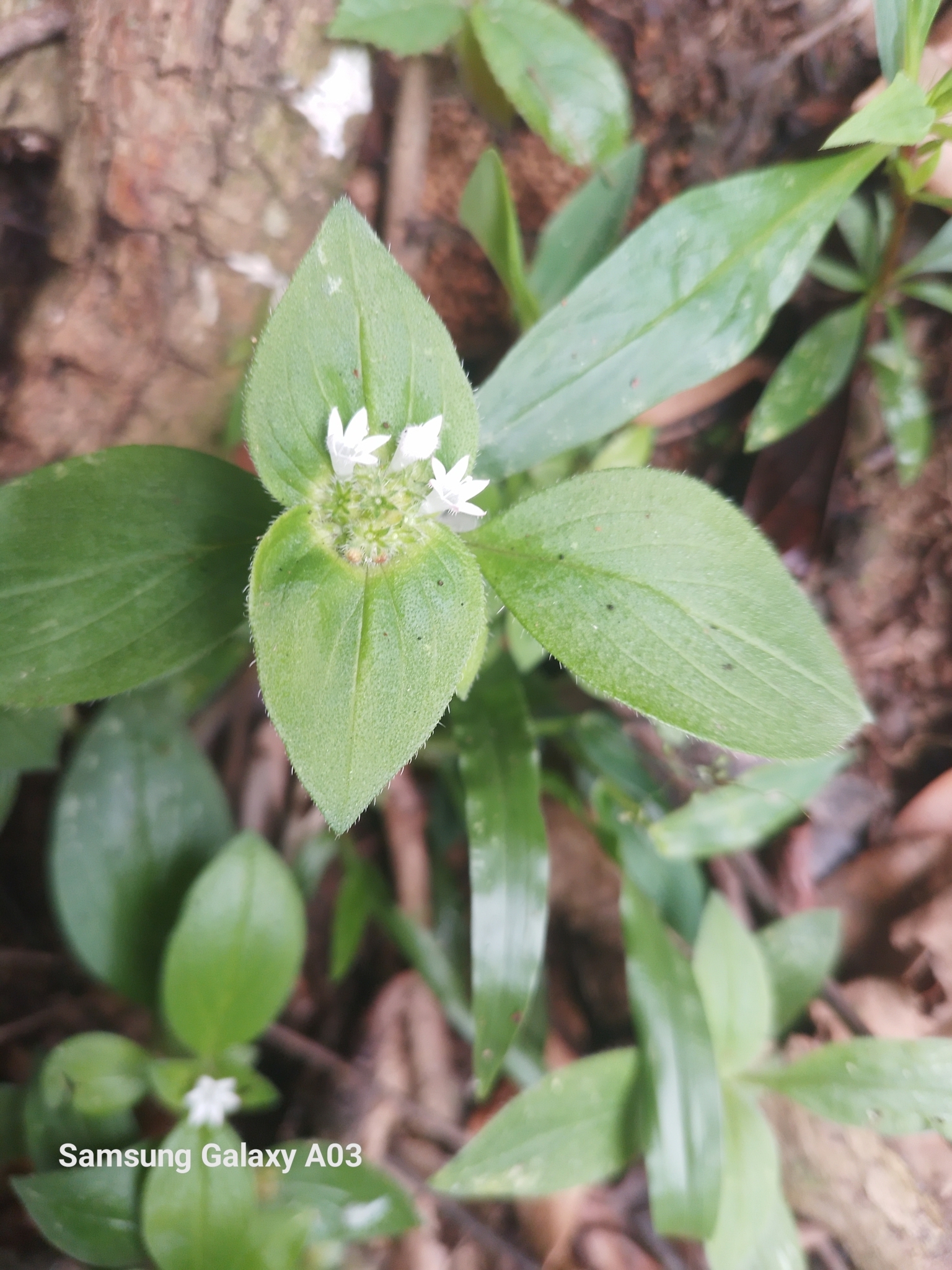 Photo of Plantae (5/8)