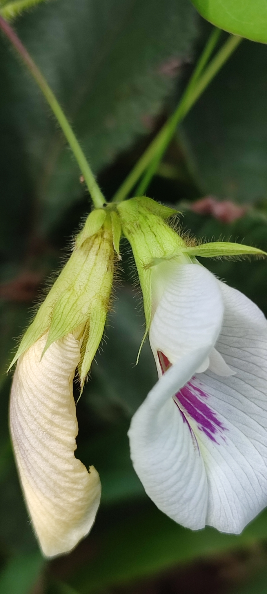 Photo of Clitoria falcata (3/12)