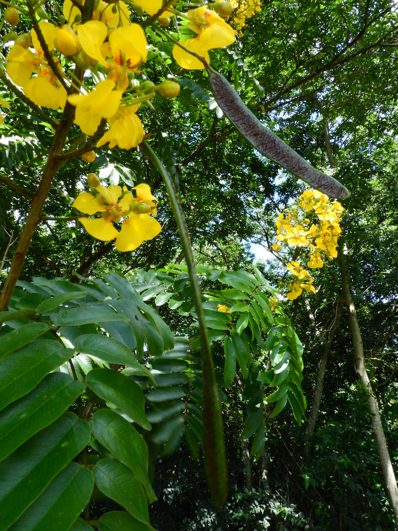 Photo of Senna silvestris (6/12)