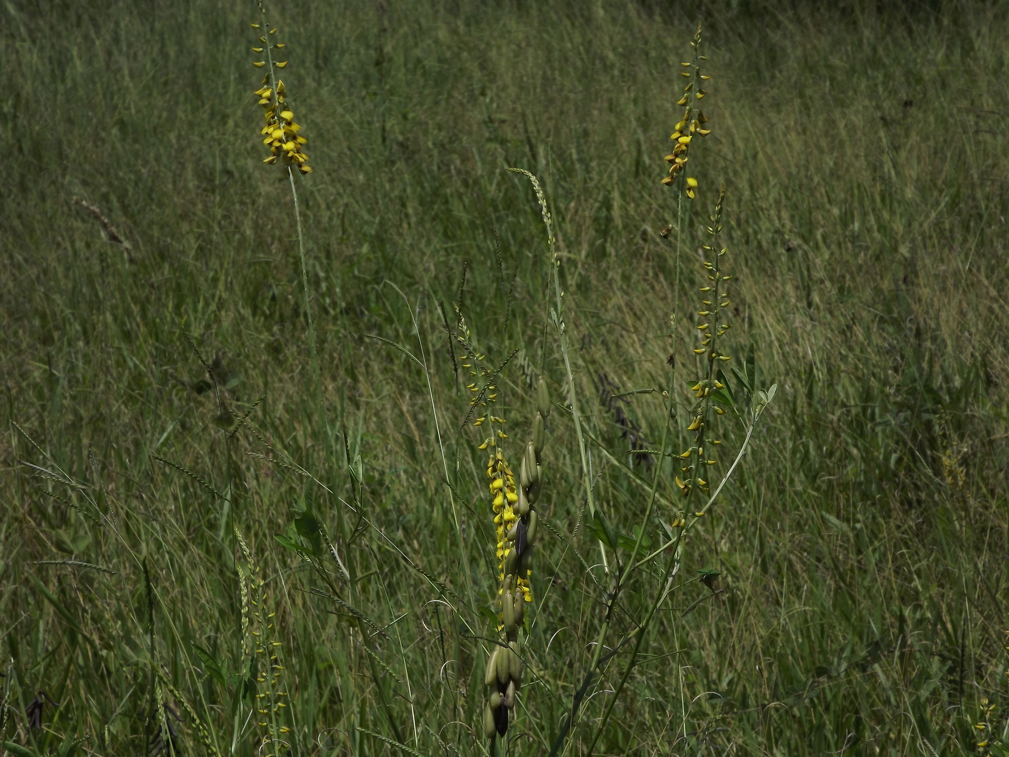 Photo of Poaceae