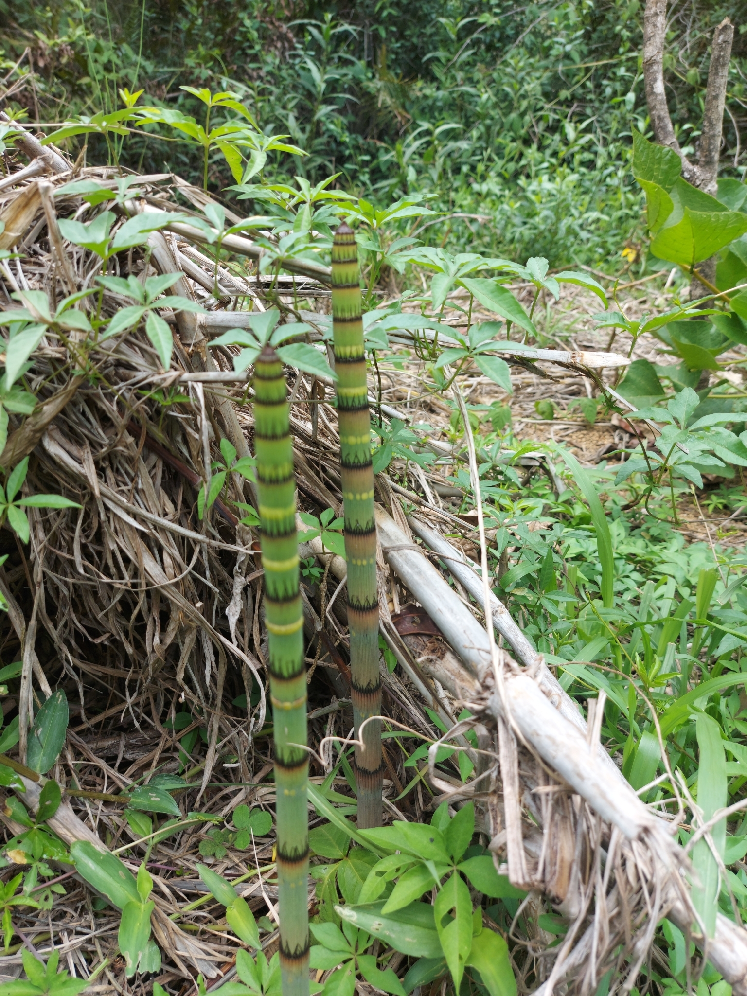 Photo of Equisetum (5/6)