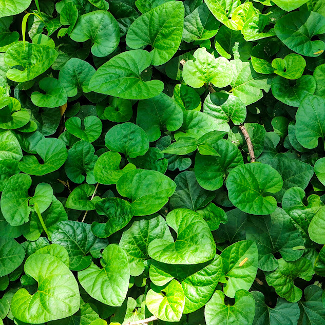 Photo of gingerleaf (7/9)