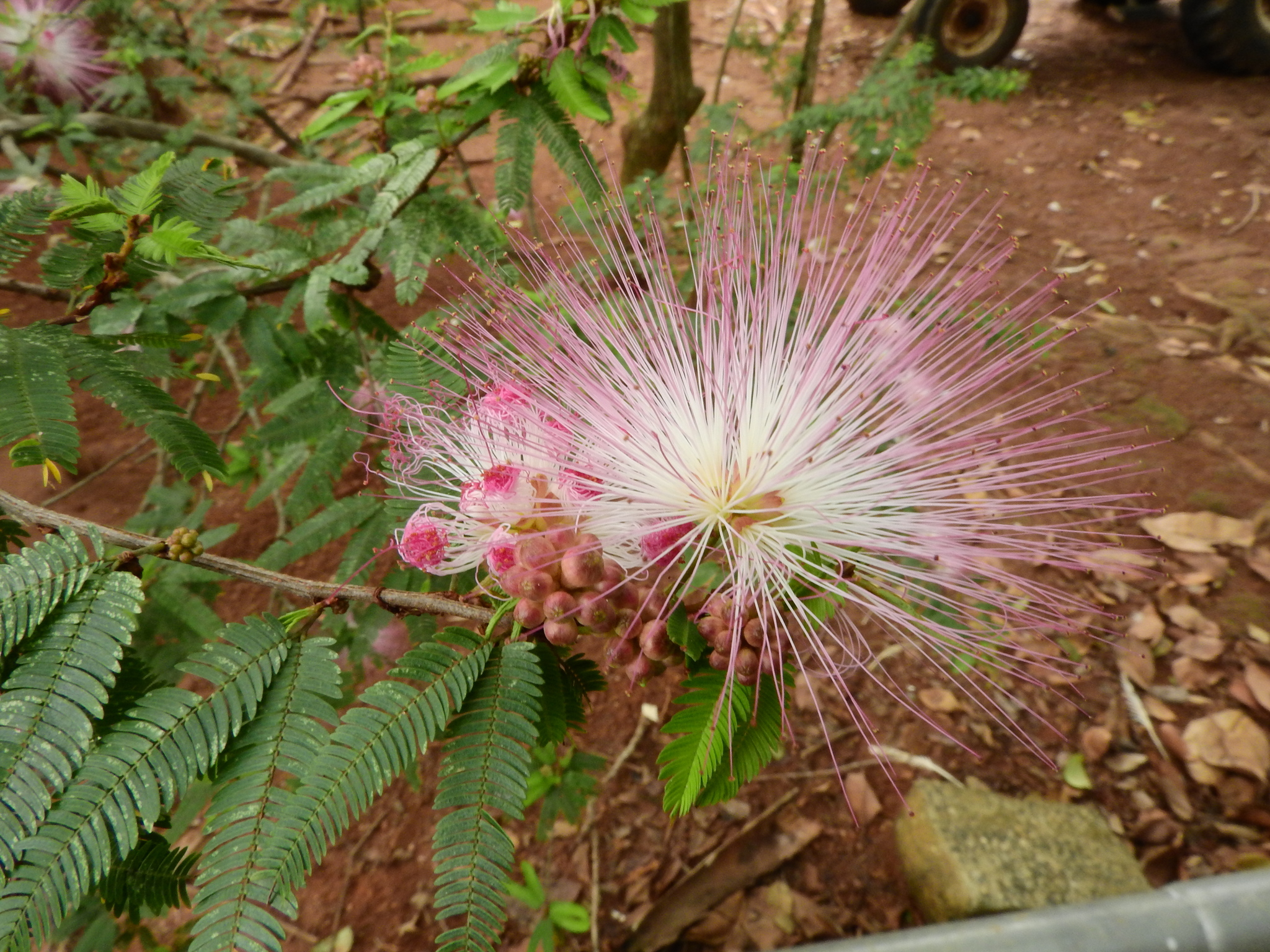 Photo of Pink Powderpuff (3/9)