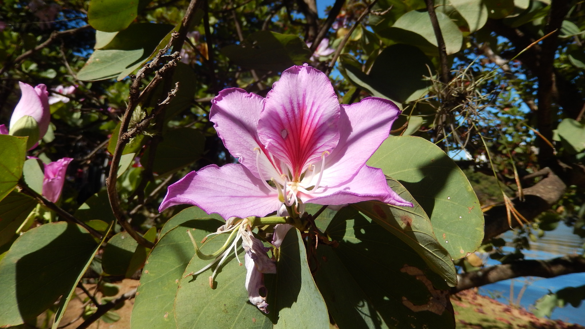 Photo of Bauhinia variegata