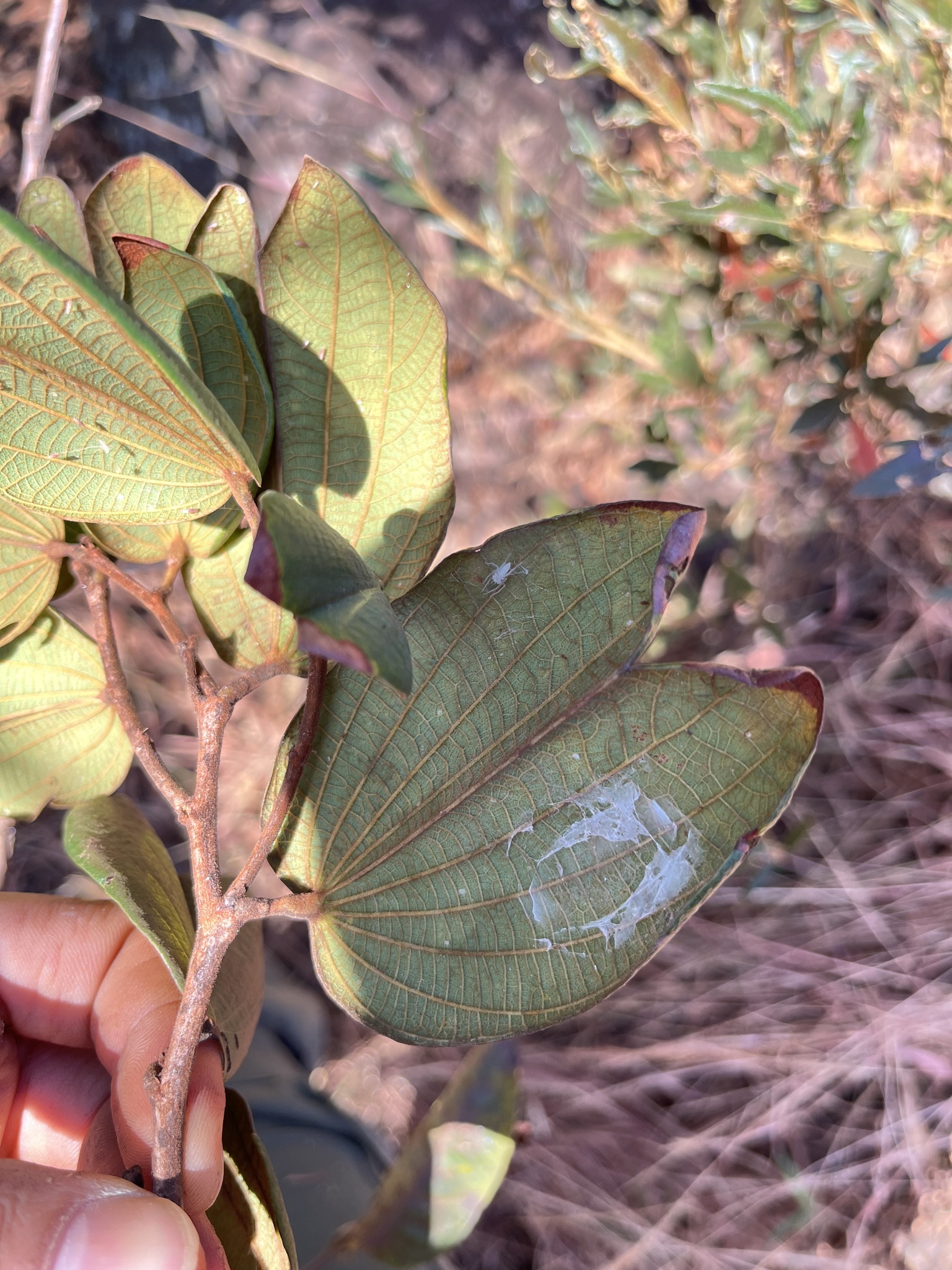Photo of Bauhinia rufa (4/10)
