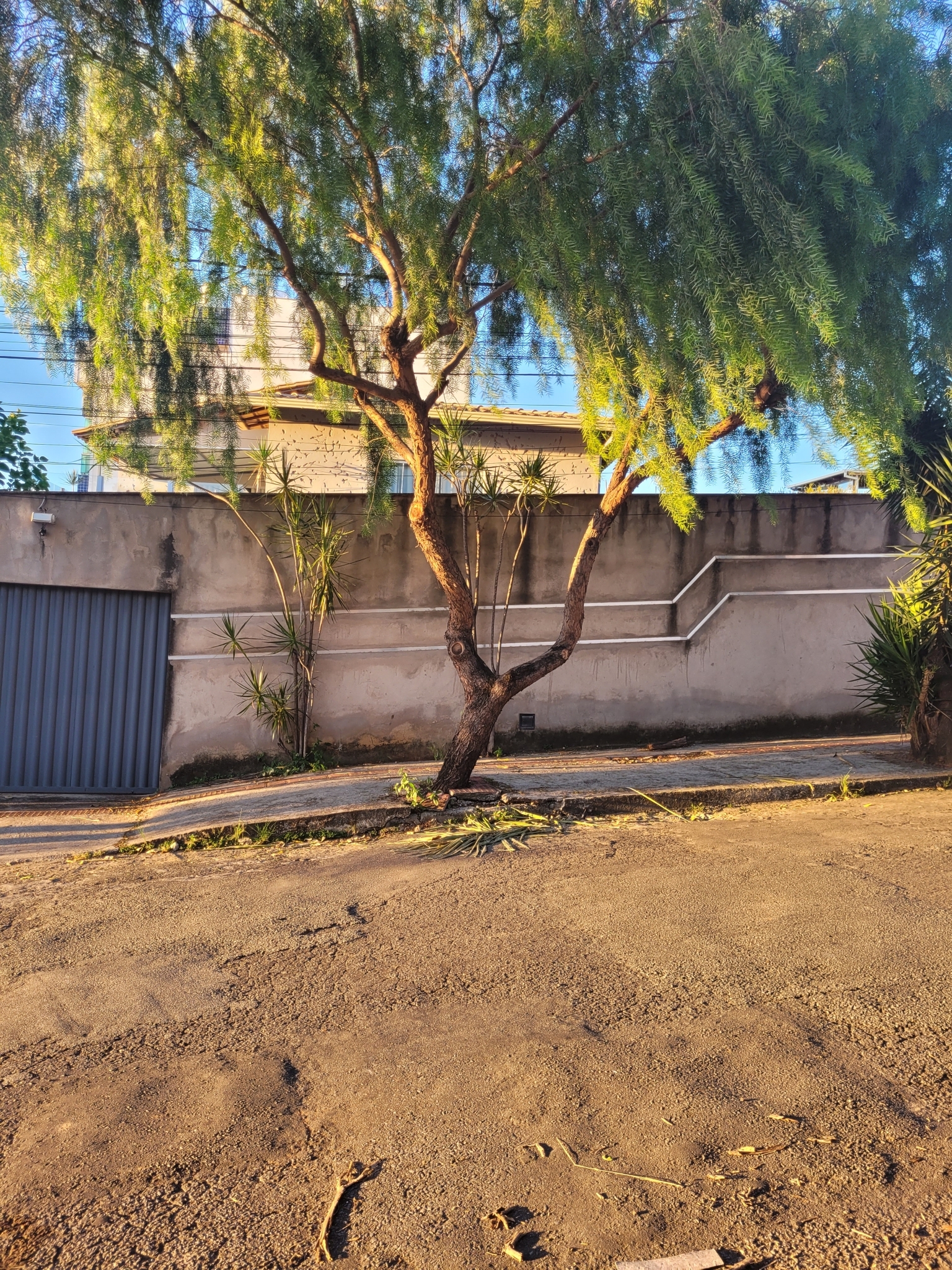 Photo of Peruvian Pepper Tree (1/7)