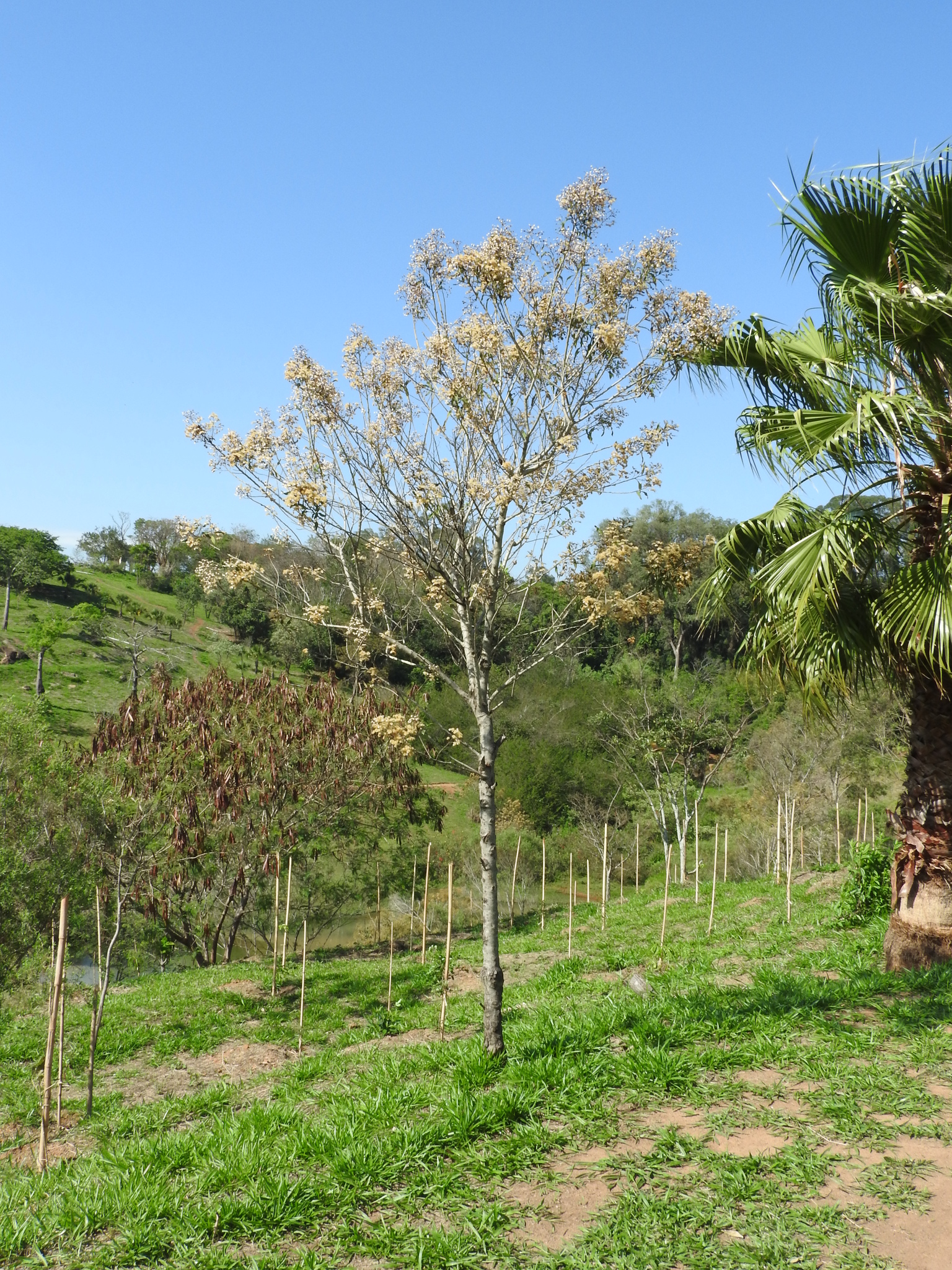 Photo of Plantae (2/7)
