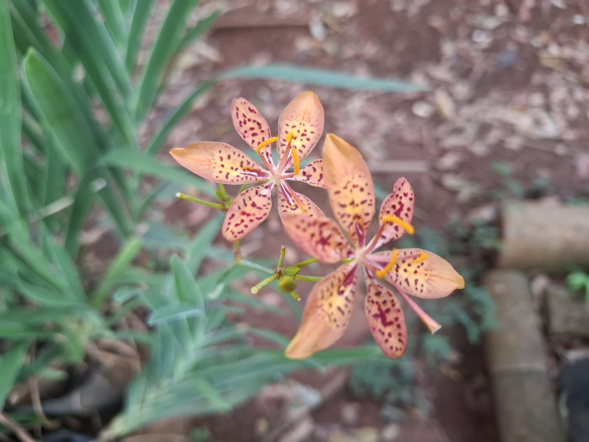 Photo of Blackberry Lily (2/9)