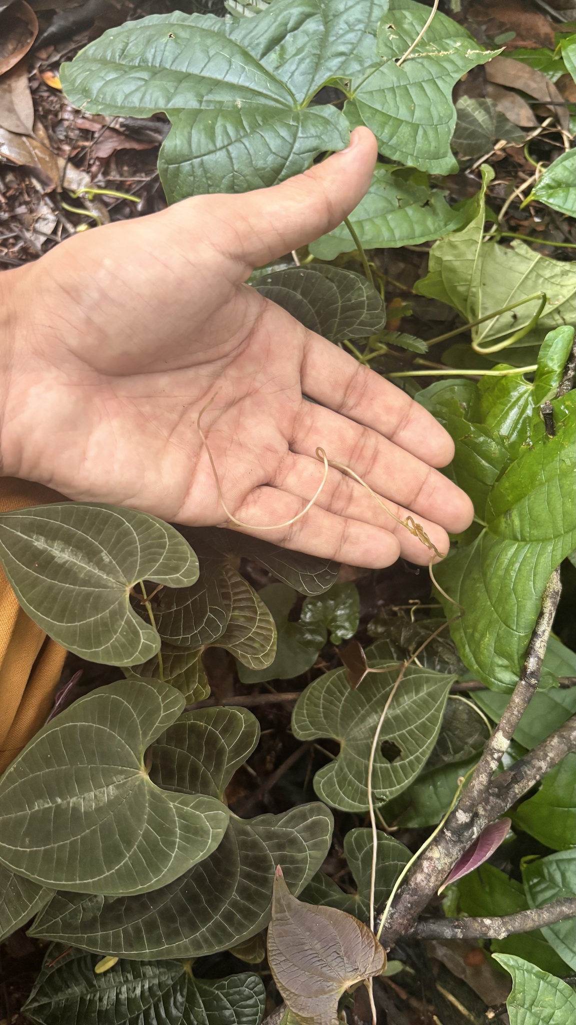 Photo of variegated monkey ball vine (4/8)