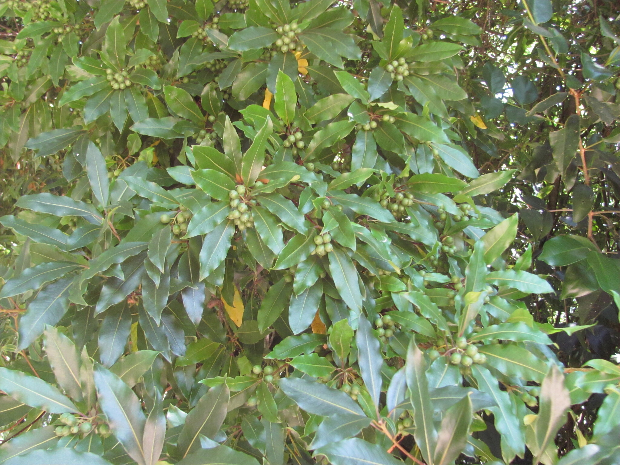 Photo of Australian Cheesewood (3/12)
