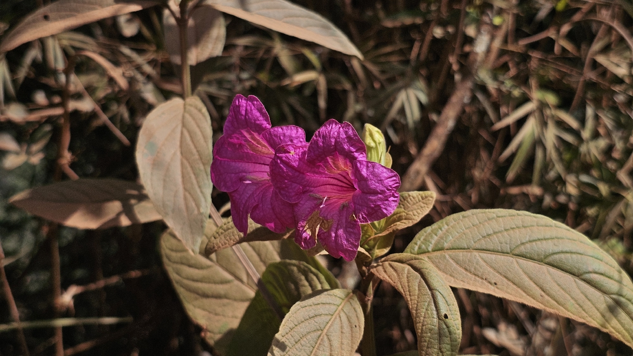 Photo of Ruellia macrantha (10/12)