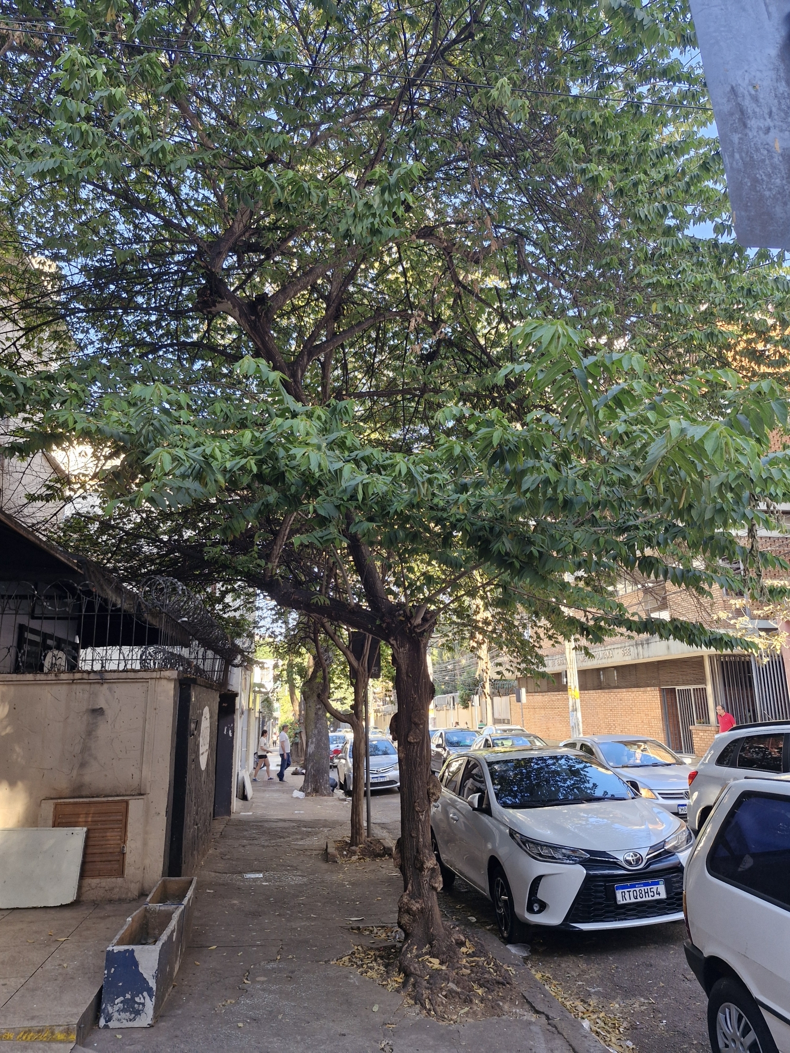 Photo of calabur tree (5/5)