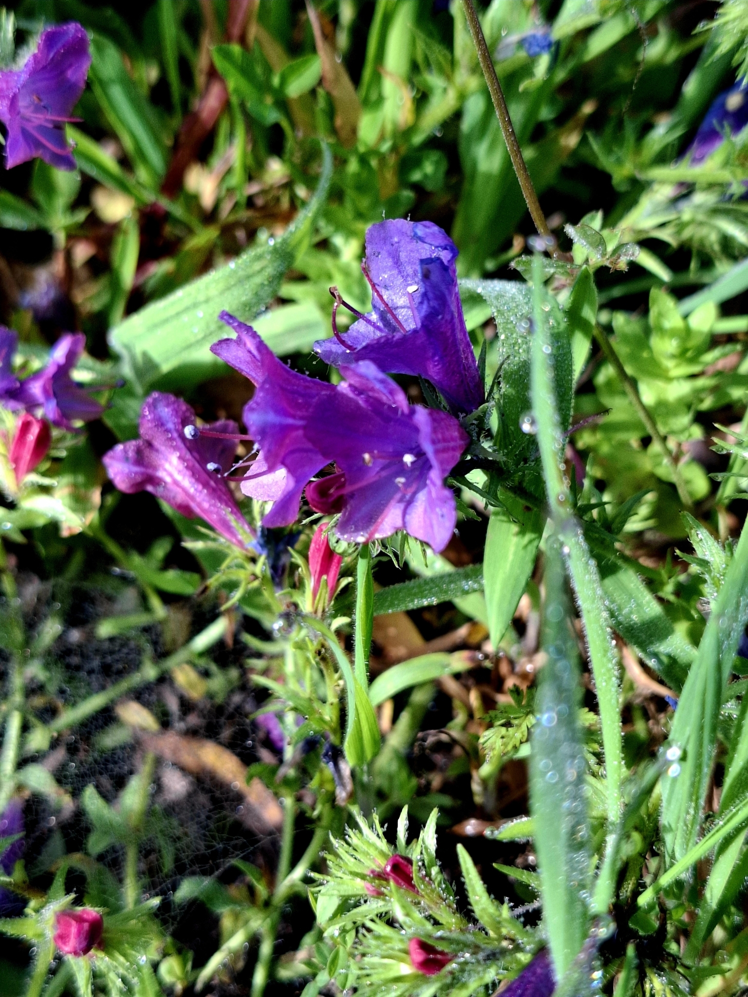 Photo of purple viper's-bugloss (5/12)