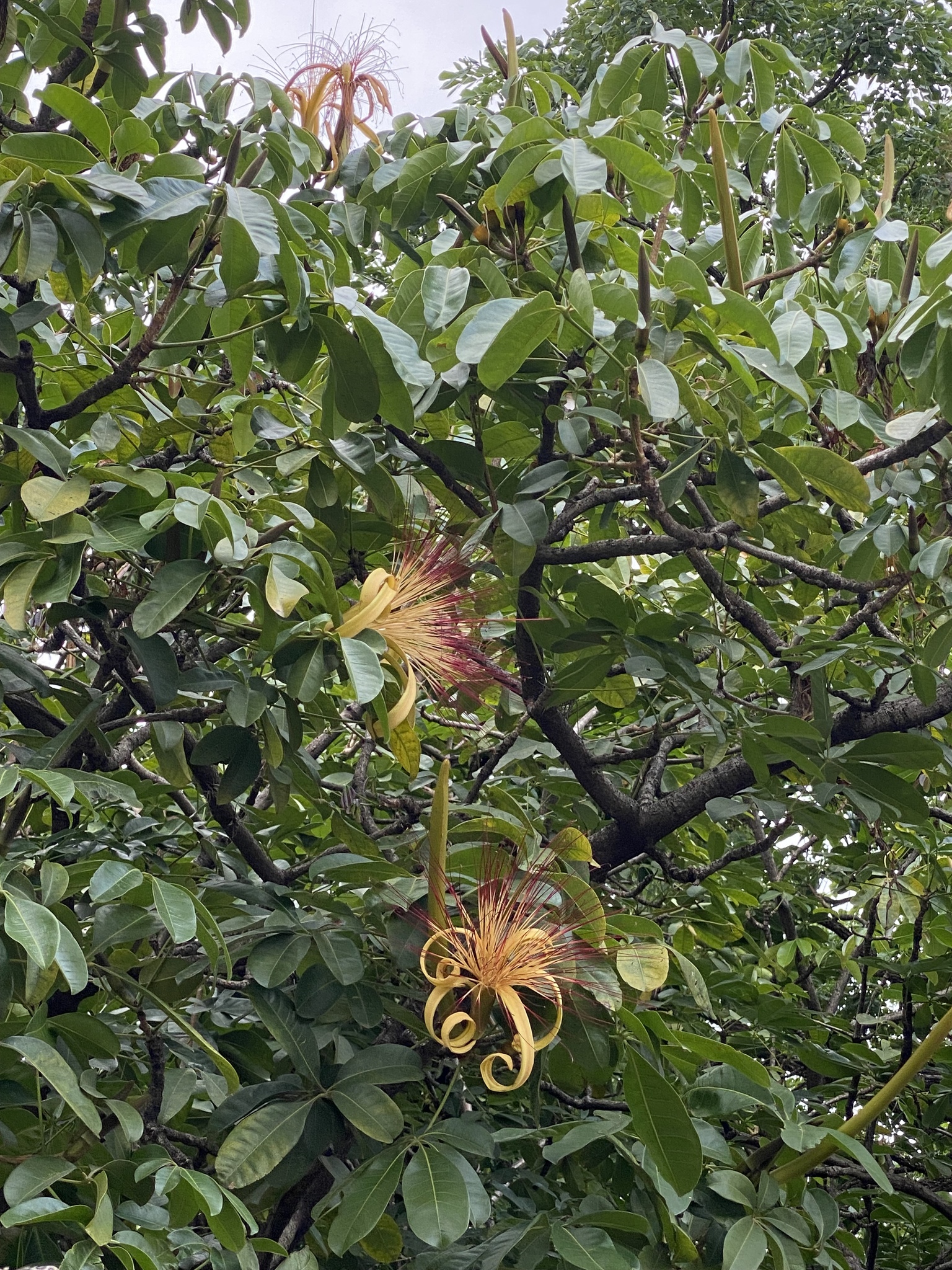 Photo of provision tree (10/12)