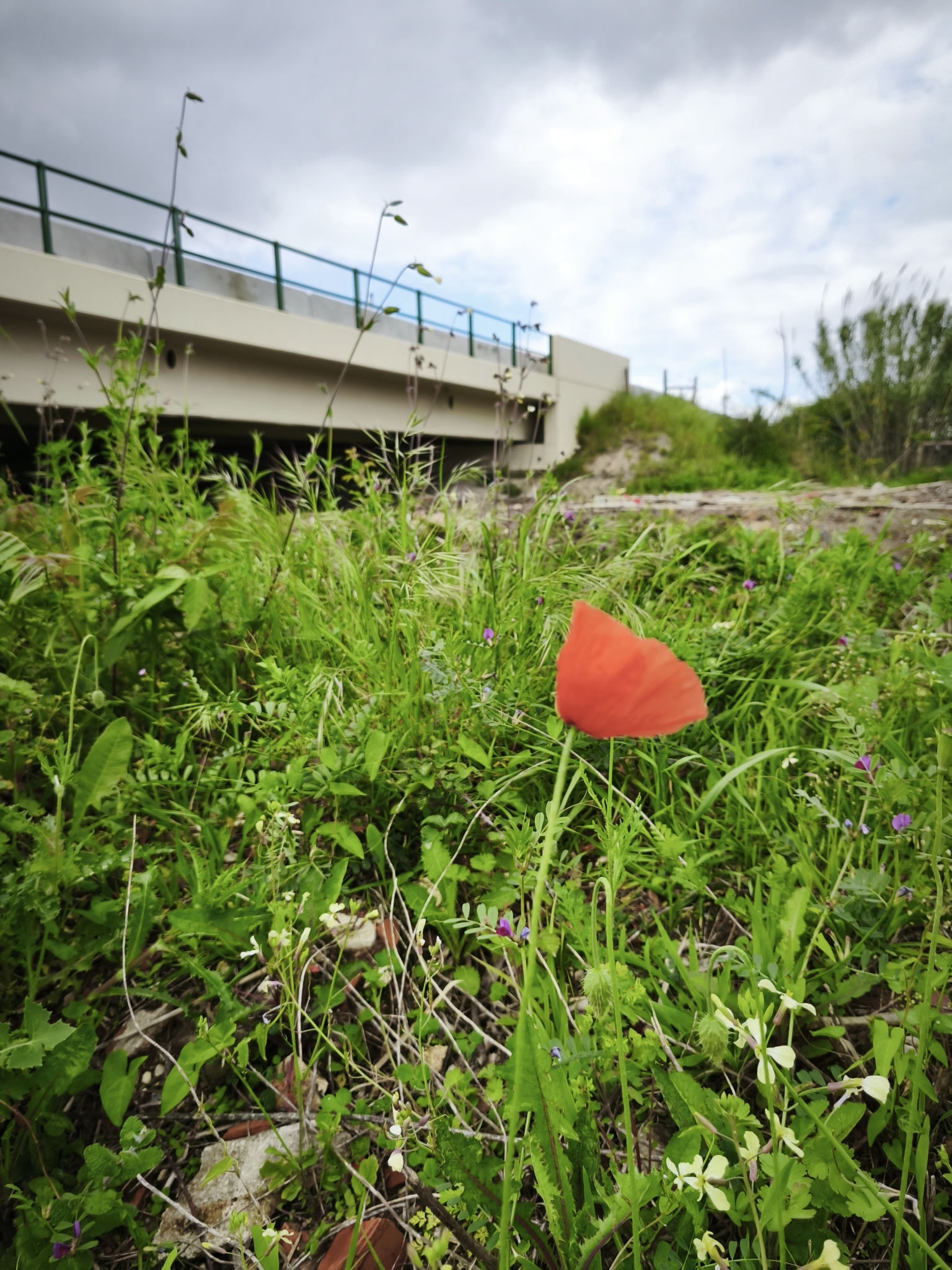Photo of Long-headed poppy (9/12)