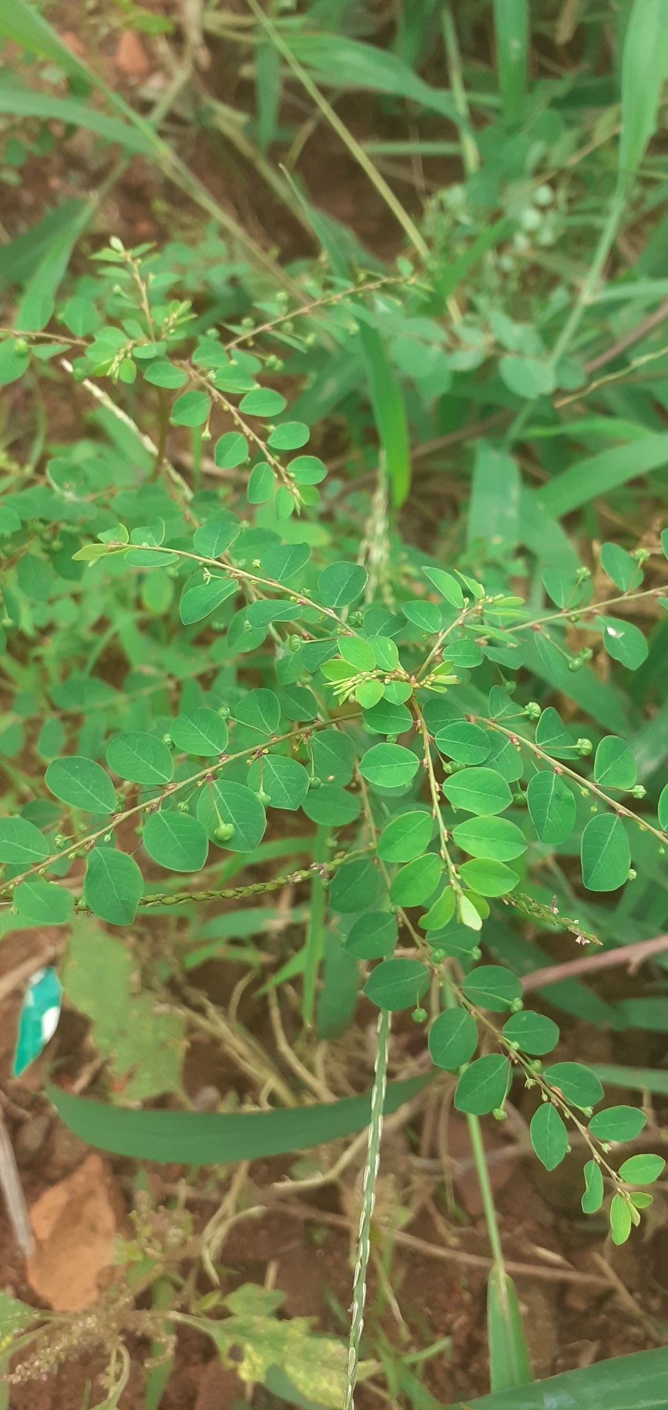Photo of Mascarene Island leaf-flower (5/8)
