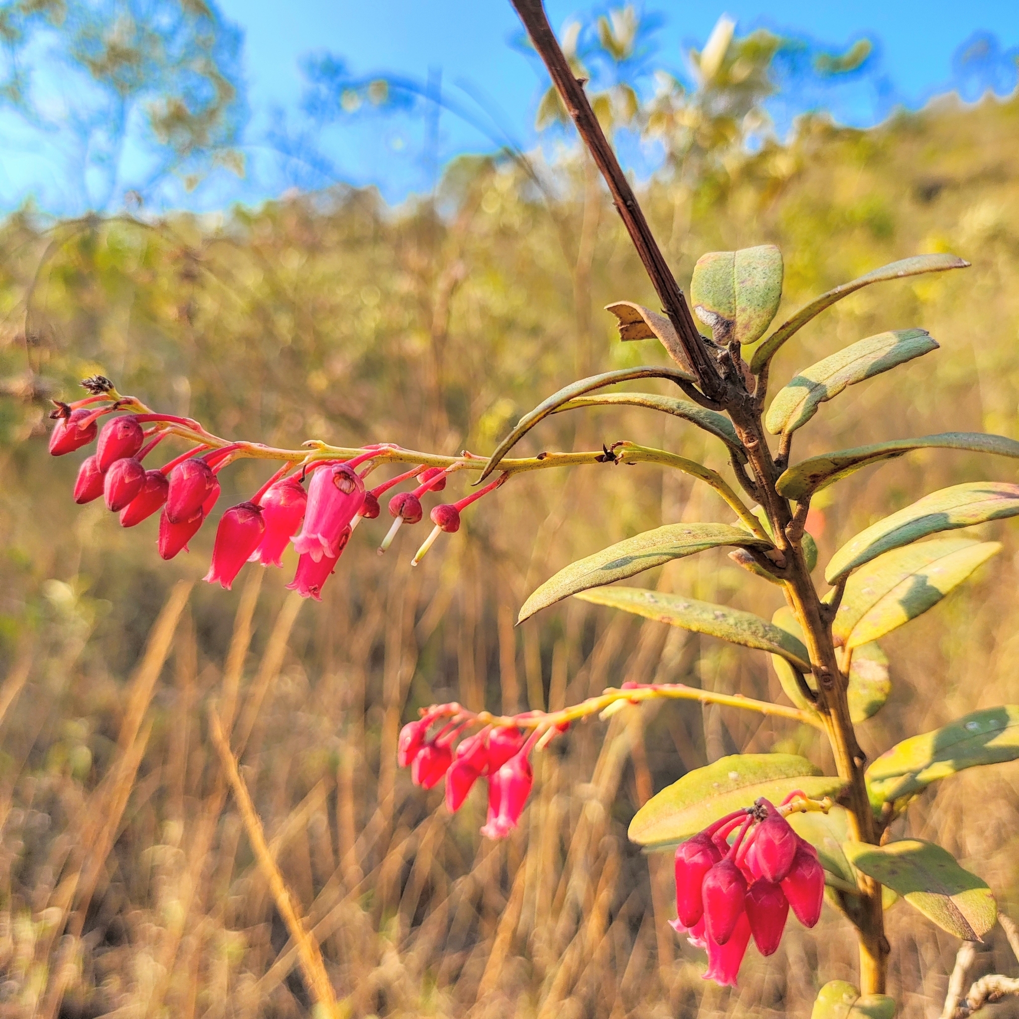 Photo of Gaylussacia brasiliensis (7/8)