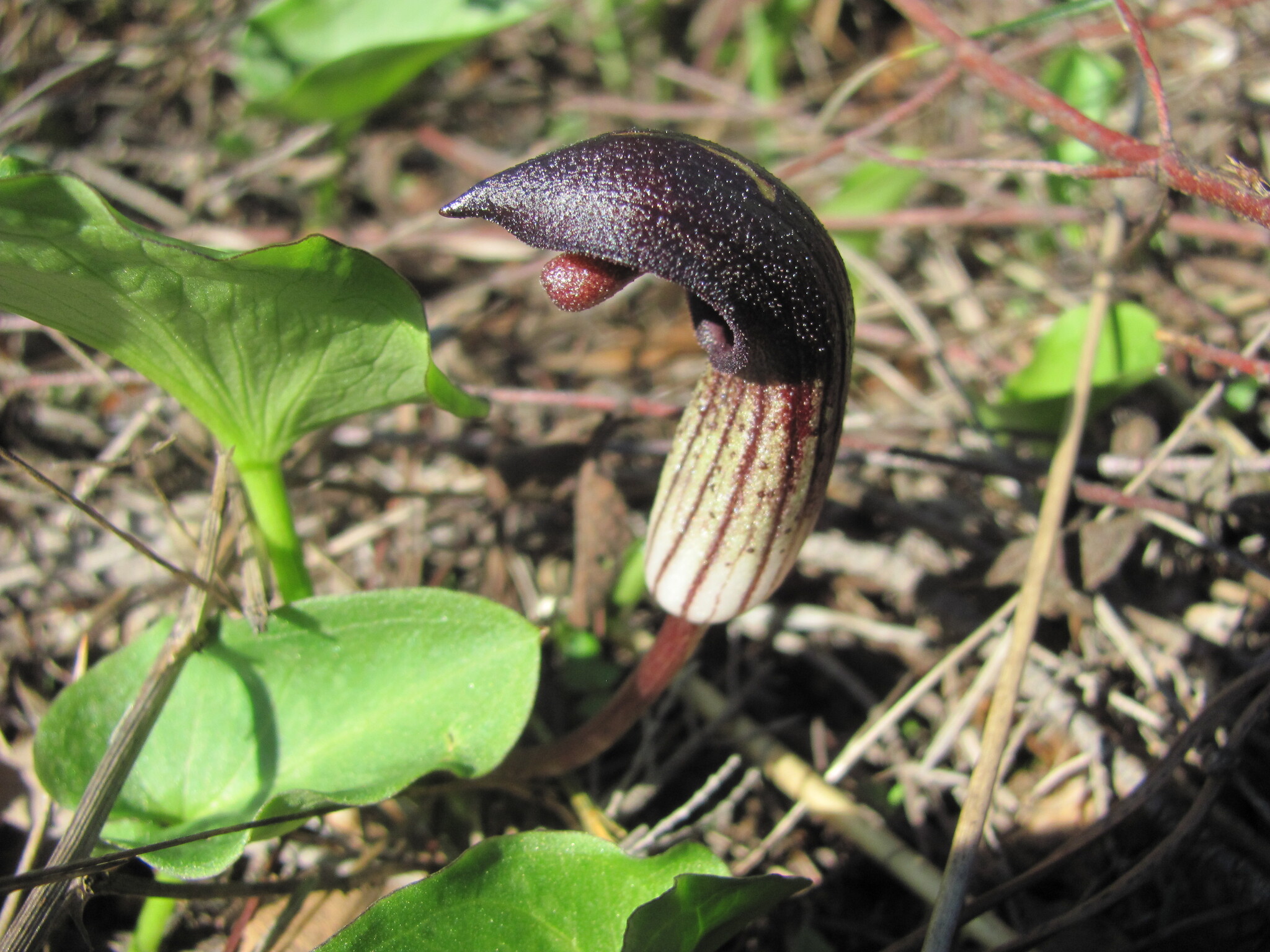 Photo of Arisarum simorrhinum (12/12)