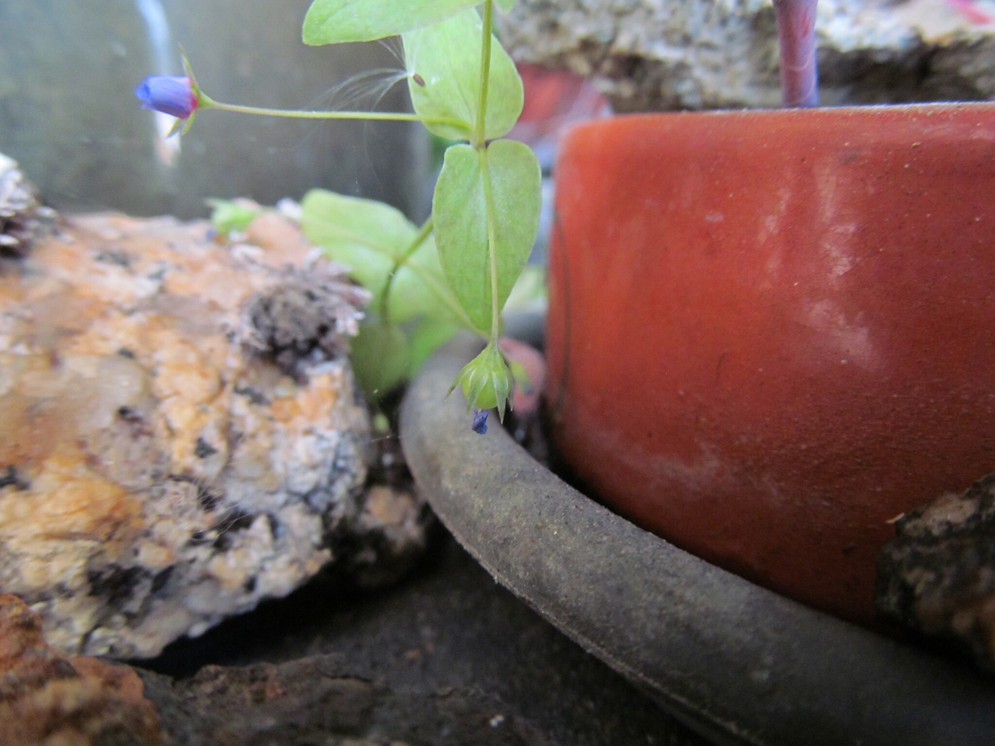 Photo of Blue Scarlet Pimpernel (2/12)