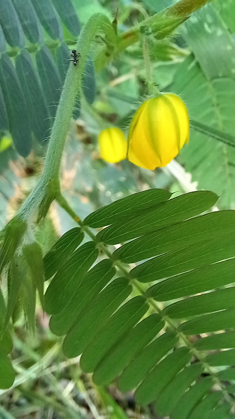 Photo of Magnoliopsida (2/6)
