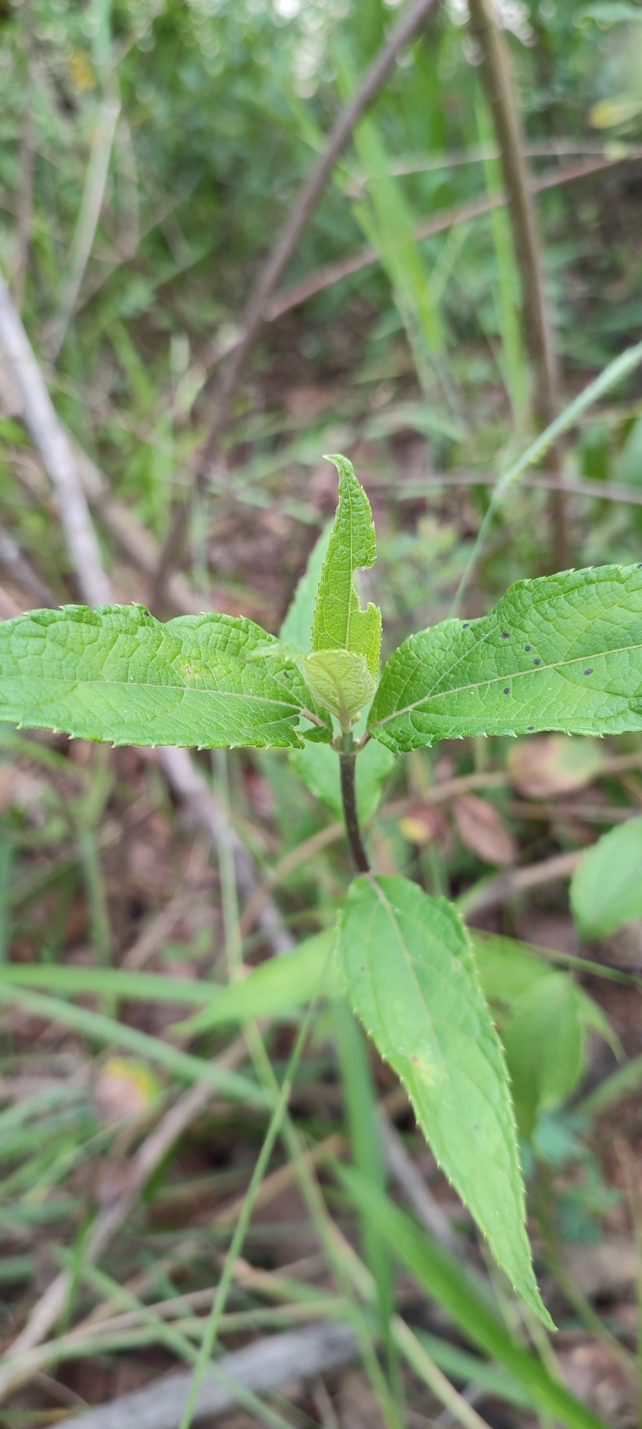 Photo of Tilesia baccata (6/10)