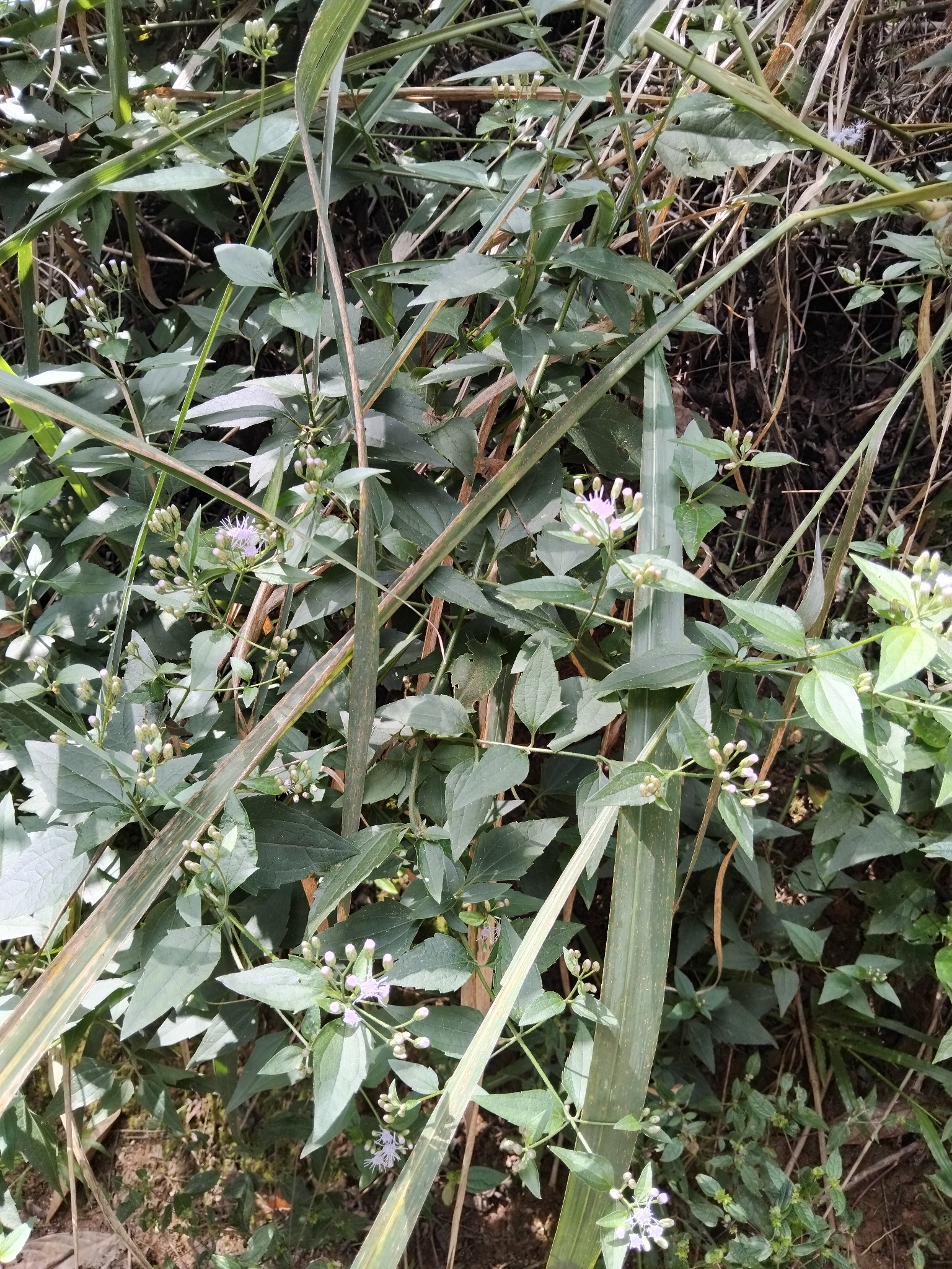 Photo of Siam weed (9/9)