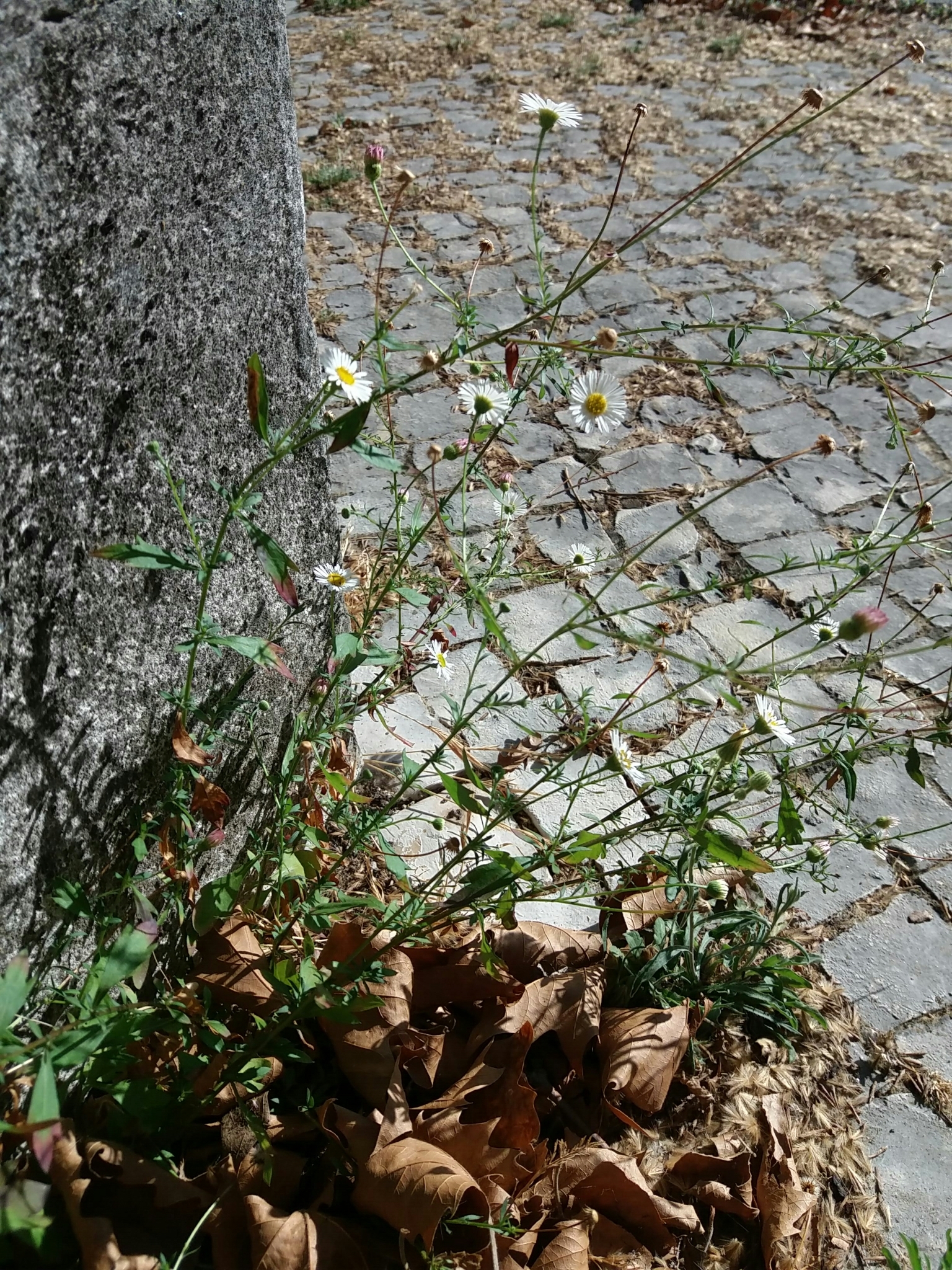 Photo of Mexican Fleabane (8/12)