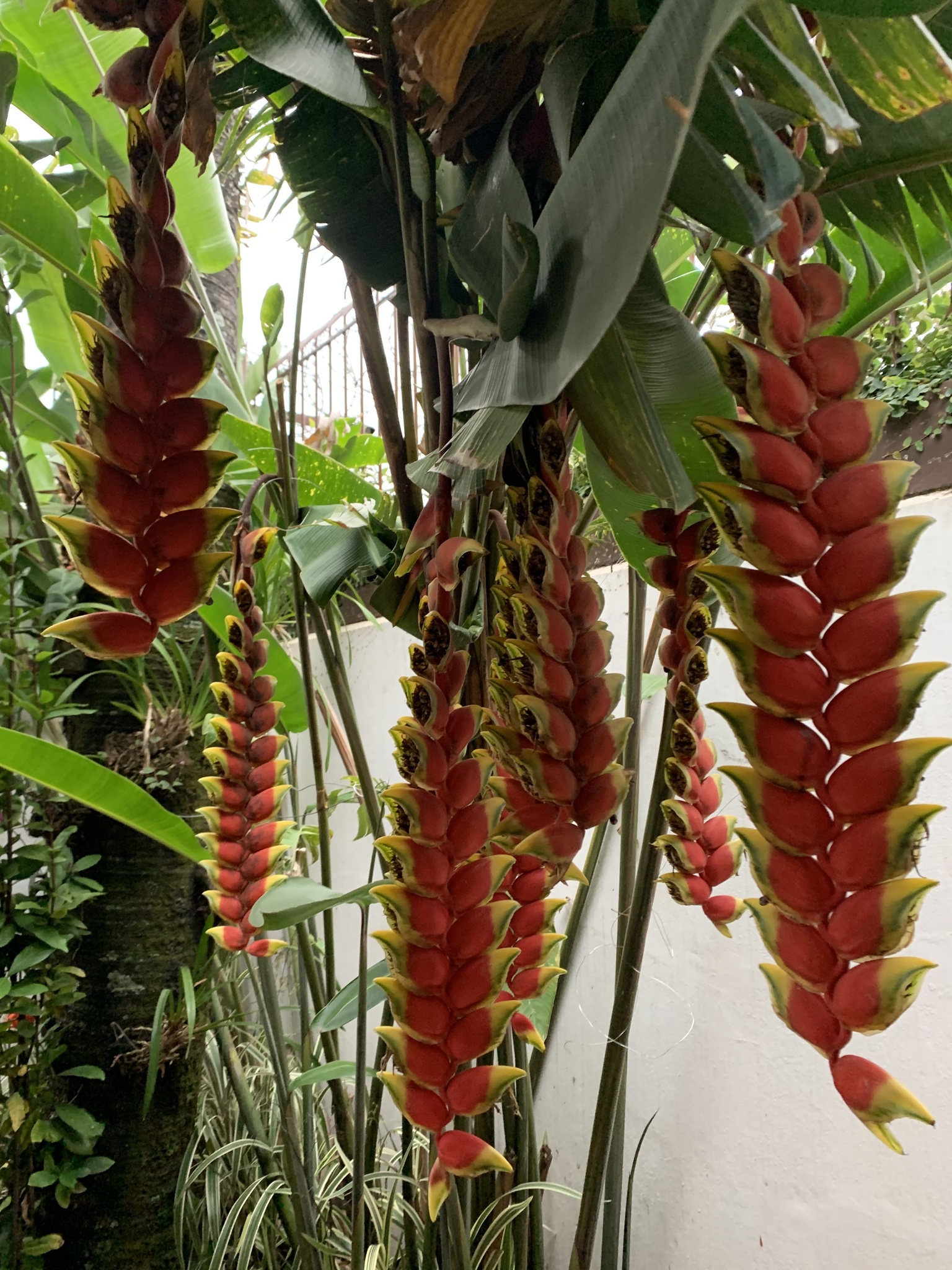 Photo of Hanging Lobster Claw Heliconia (6/12)