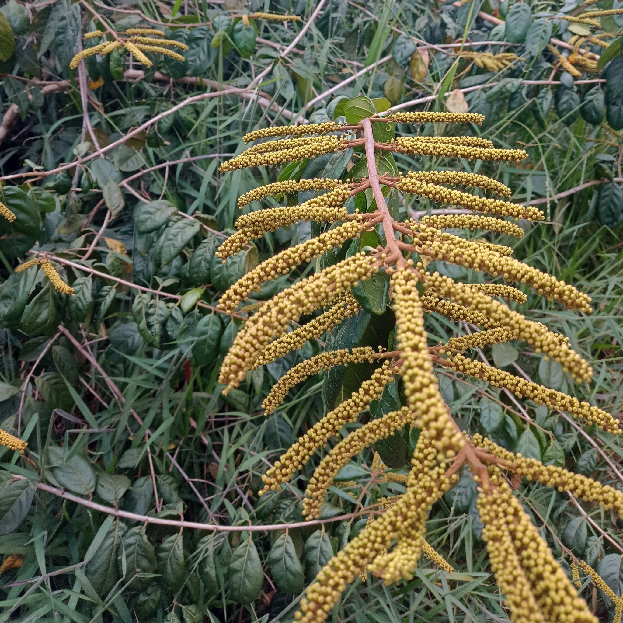 Photo of Combretum fruticosum (8/9)