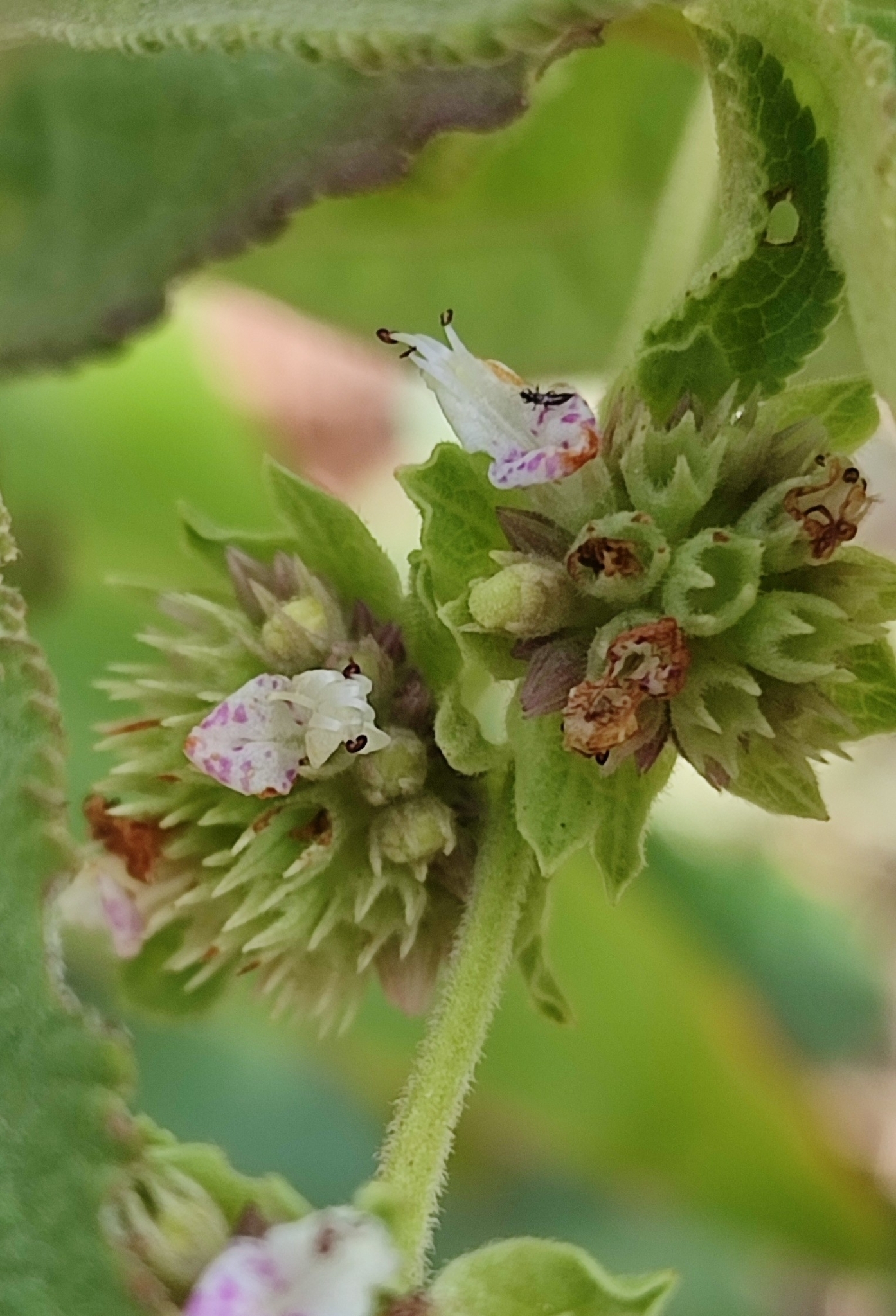 Photo of Hyptis marrubioides (1/12)