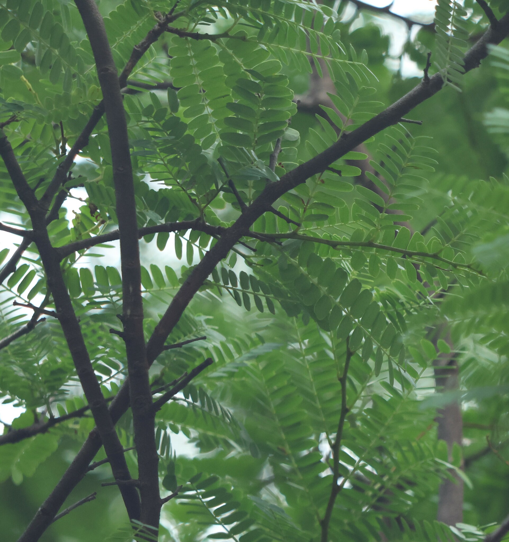 Photo of Tamarind (1/6)