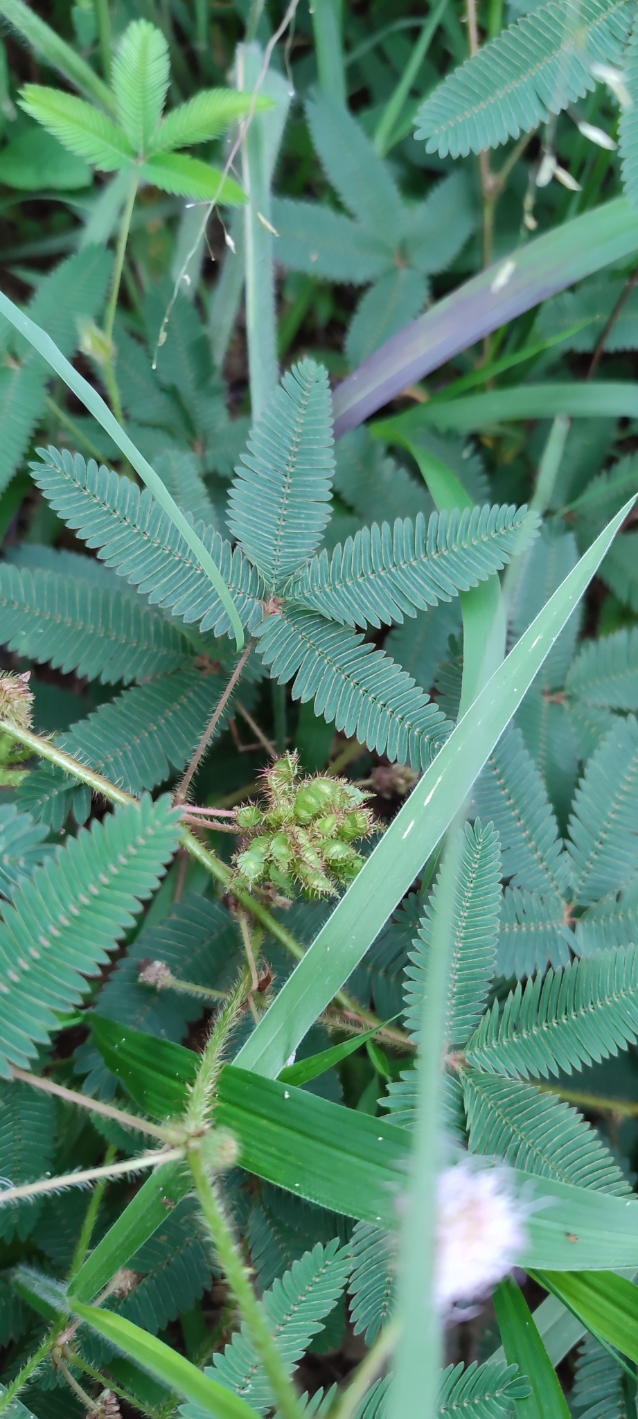 Photo of Sensitive Plant (7/12)