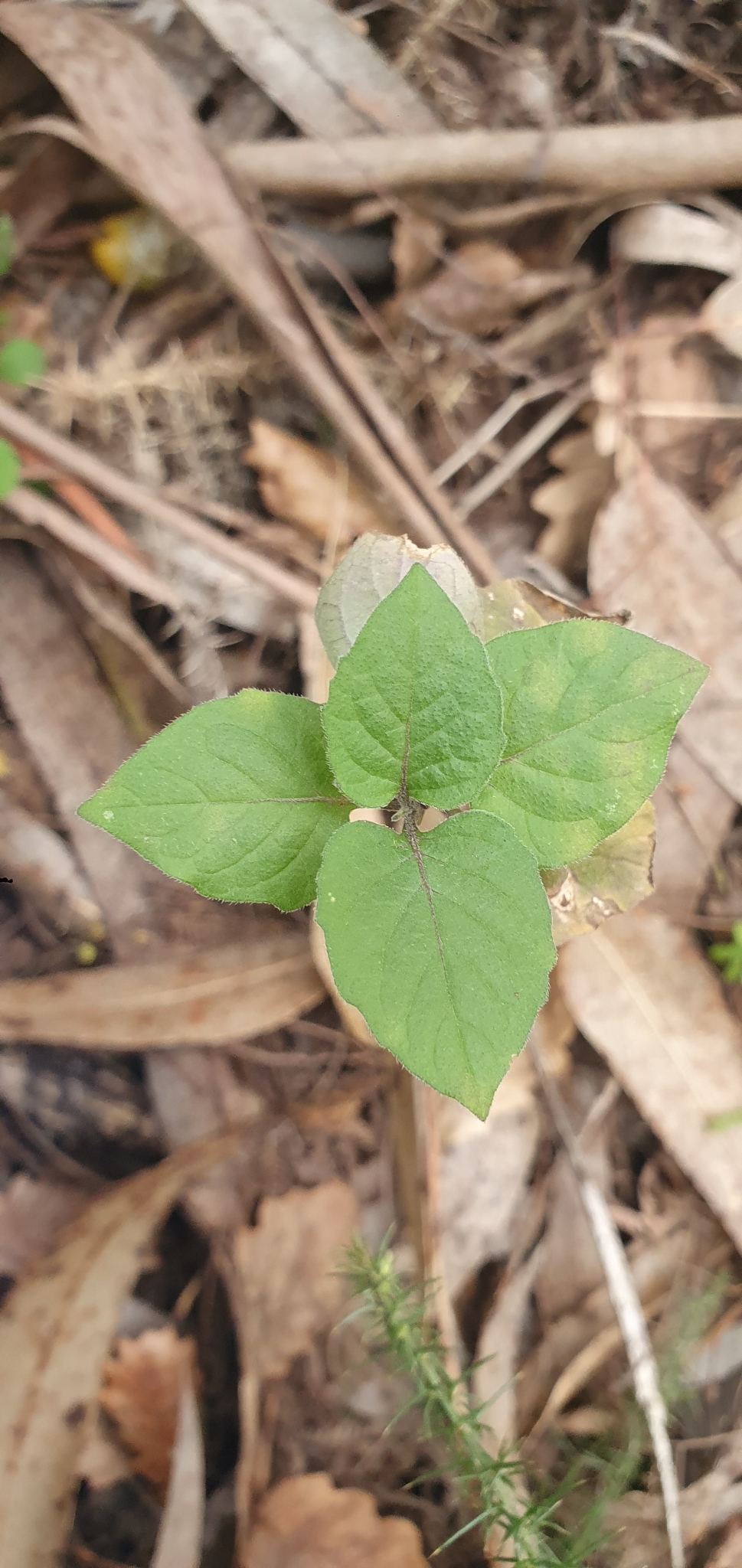 Photo of black nightshade (12/12)