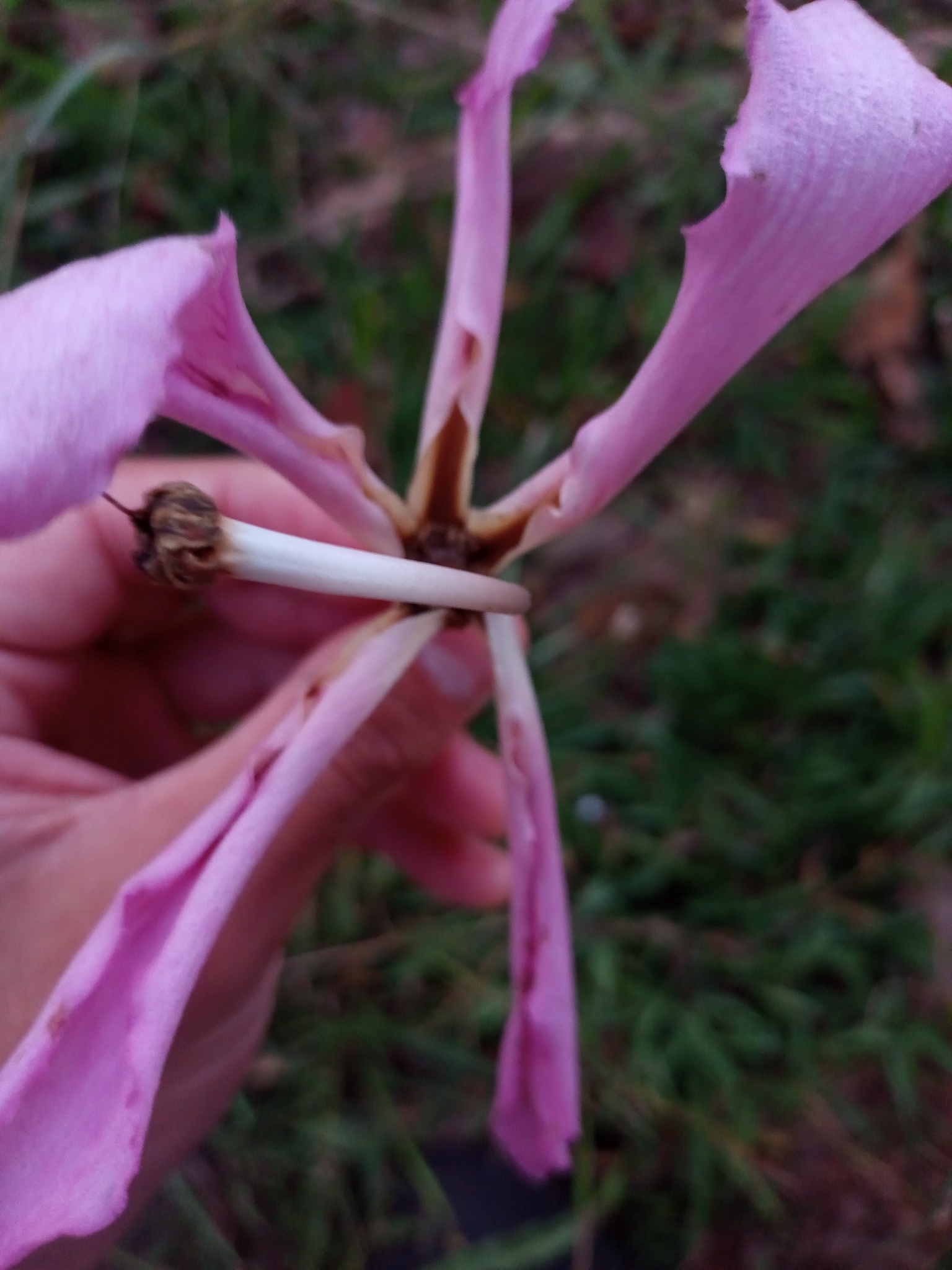 Photo of Silk floss tree (6/7)