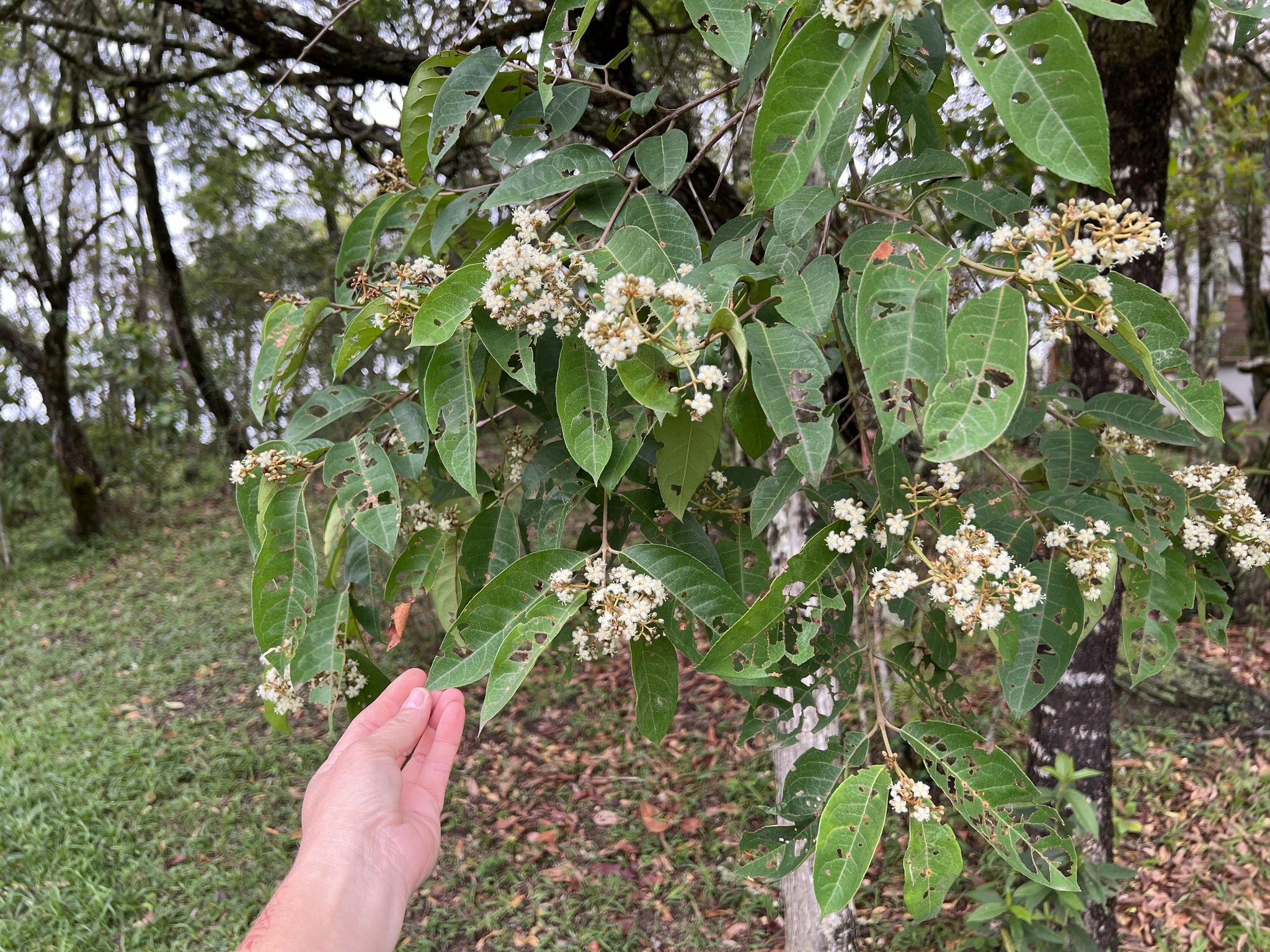 Photo of Malpighiales (6/7)