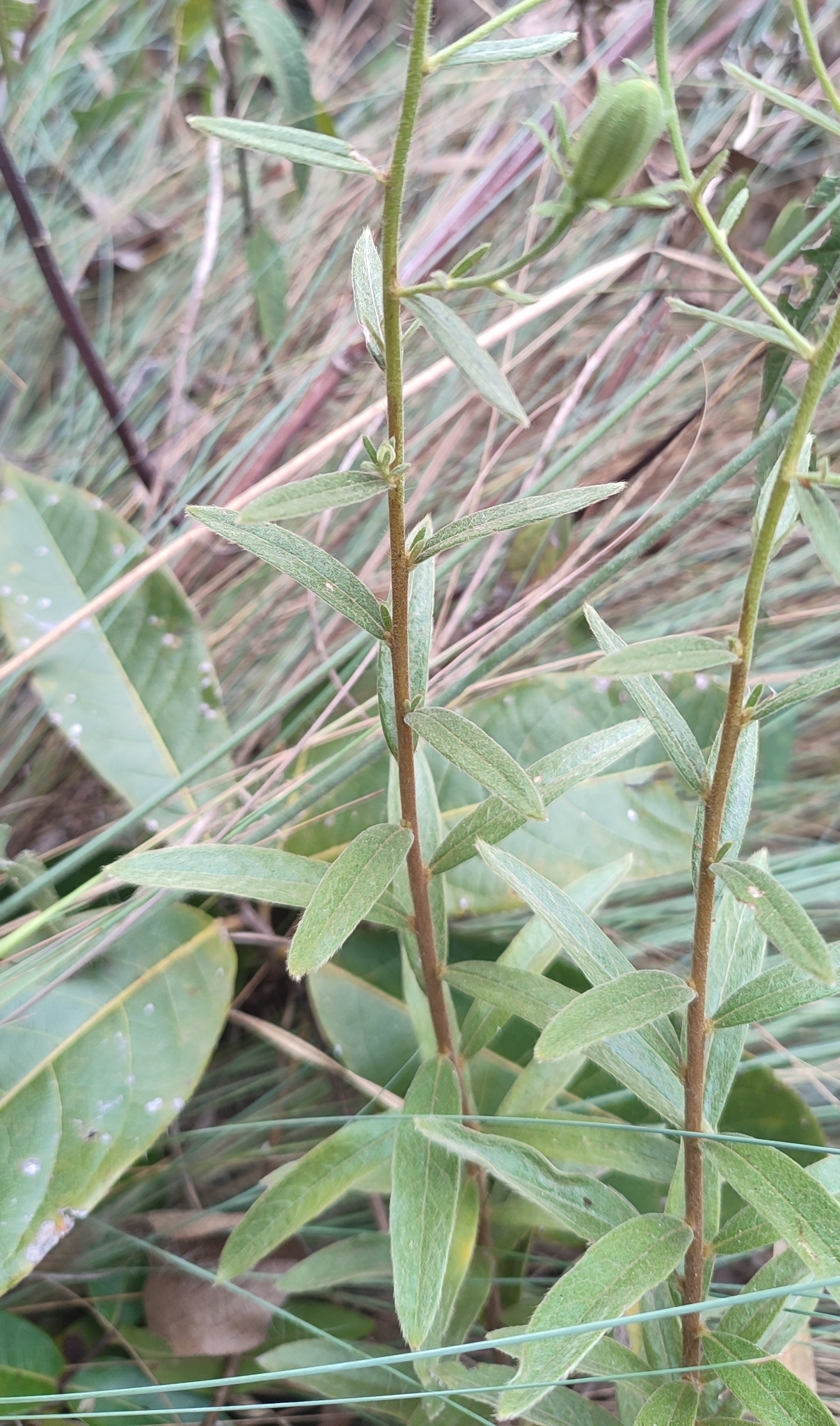 Photo of Trixis glutinosa (5/12)