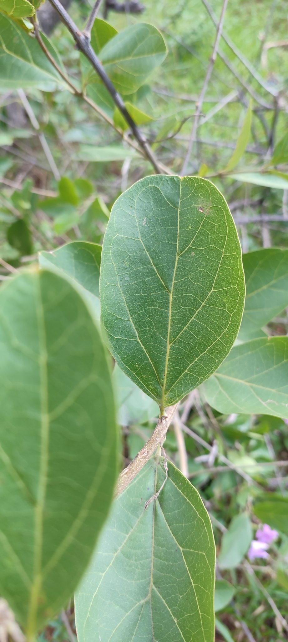 Photo of Cuspidaria pulchra (9/12)