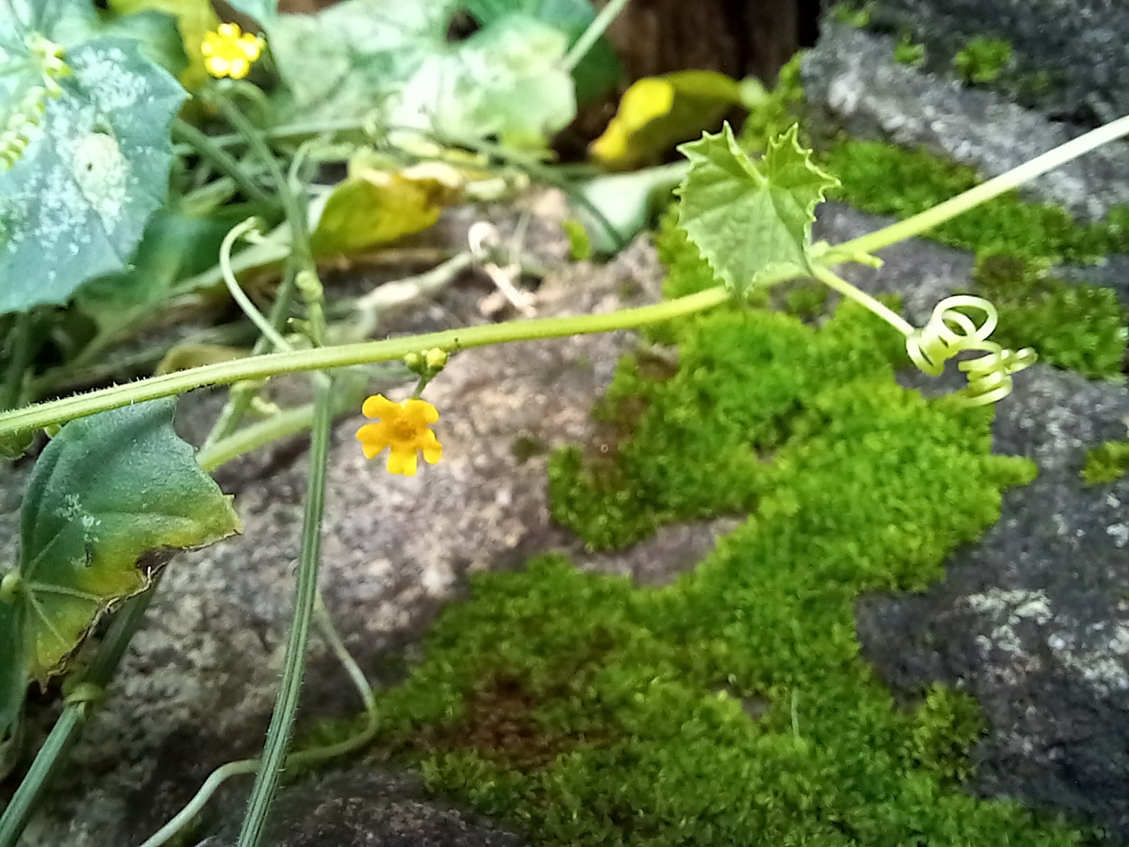Photo of Mexican Sour Gherkin (3/5)