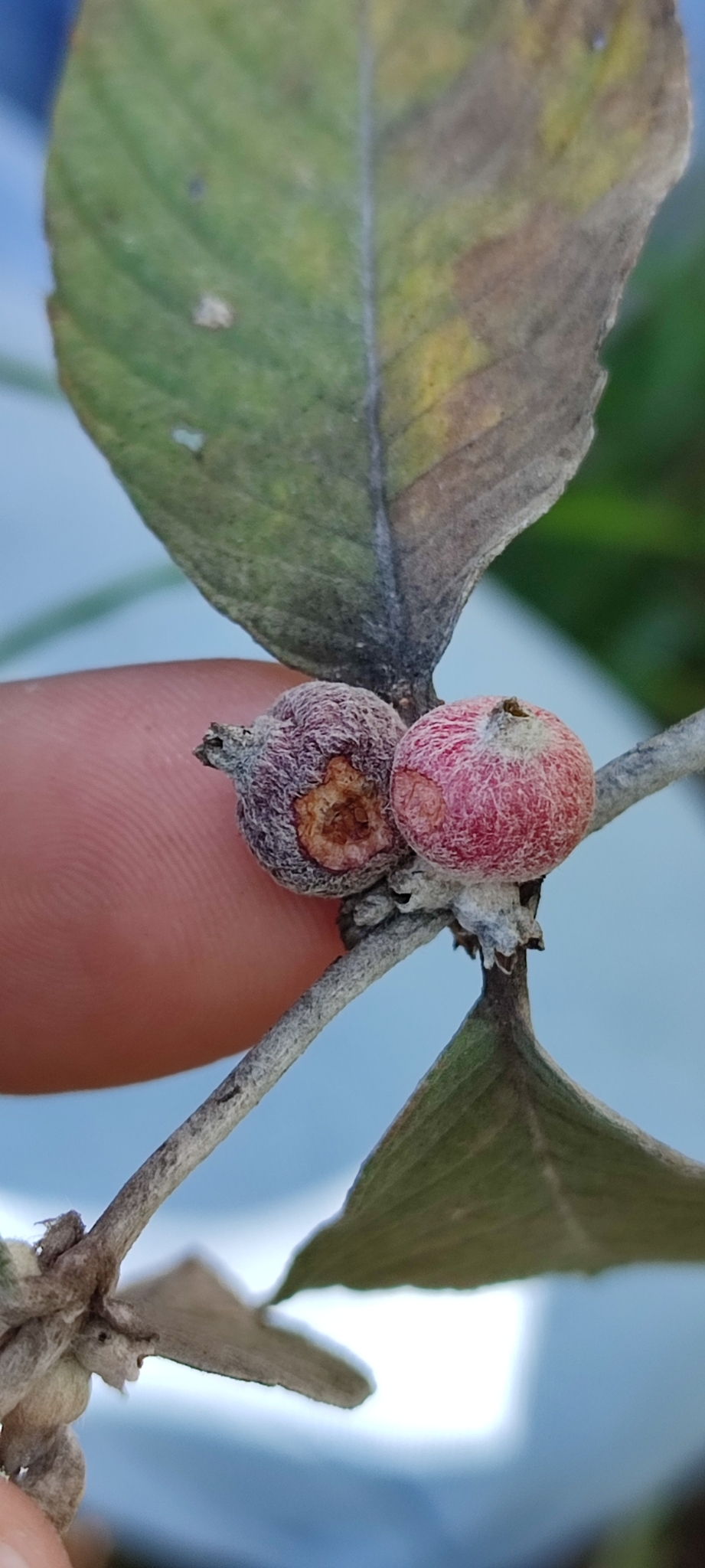 Photo of Sabicea brasiliensis (9/12)