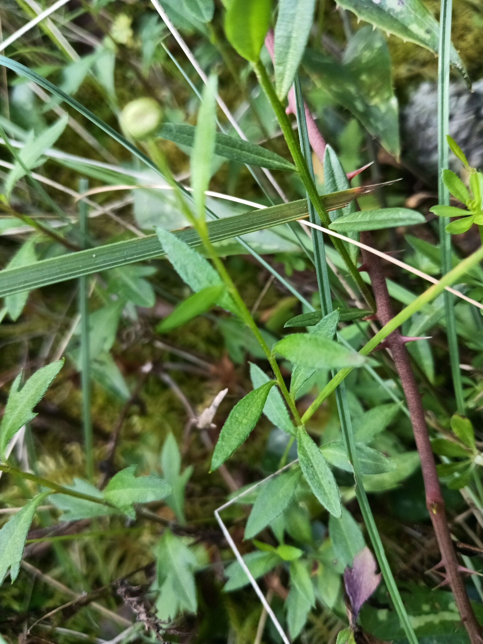 Photo of Common Milkwort (2/6)
